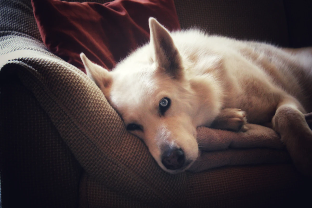 A cream colored dog resting its head on a soft sofa armrest in warm indoor light at home