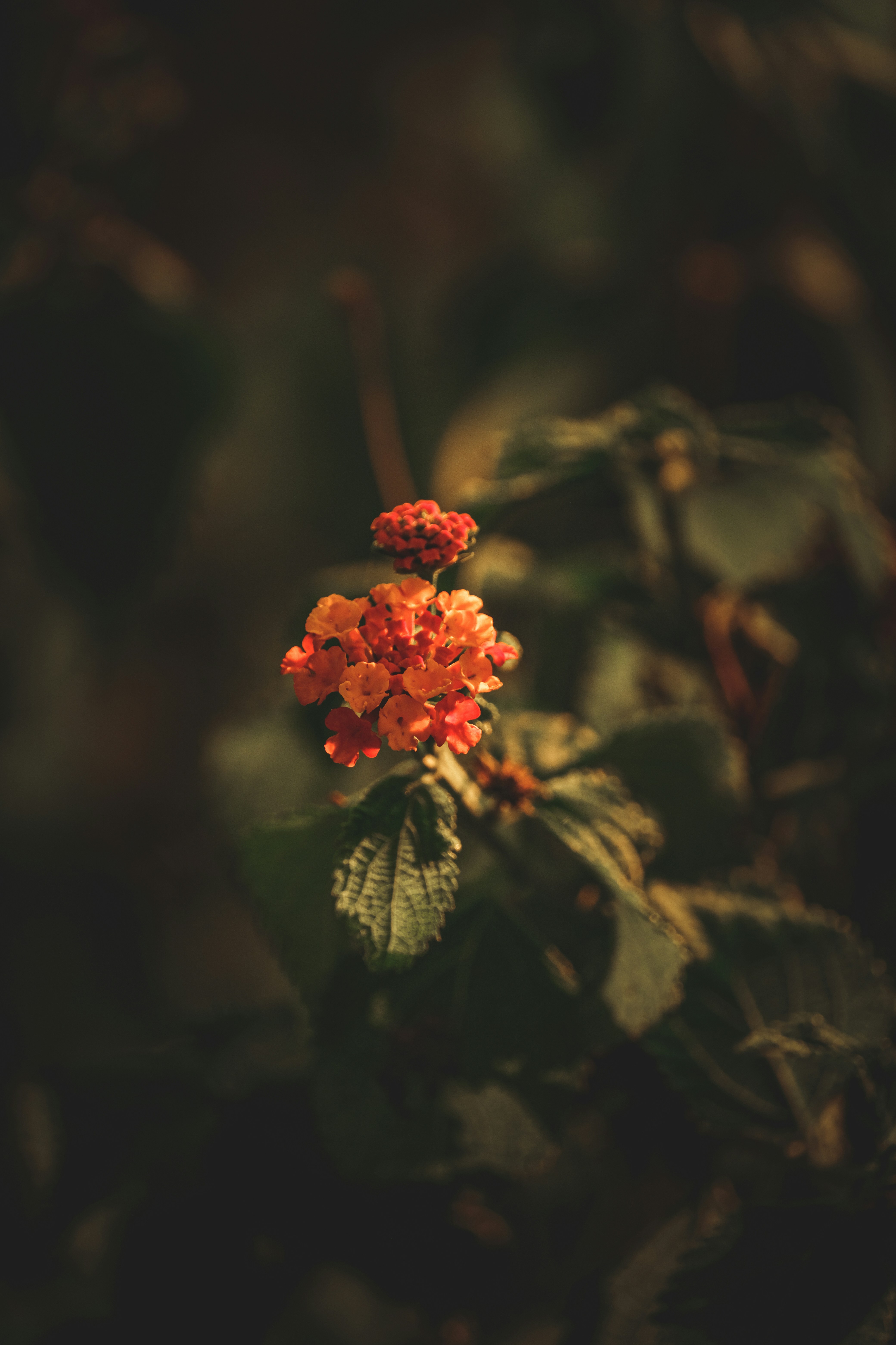 Photo by francesco_ungaro