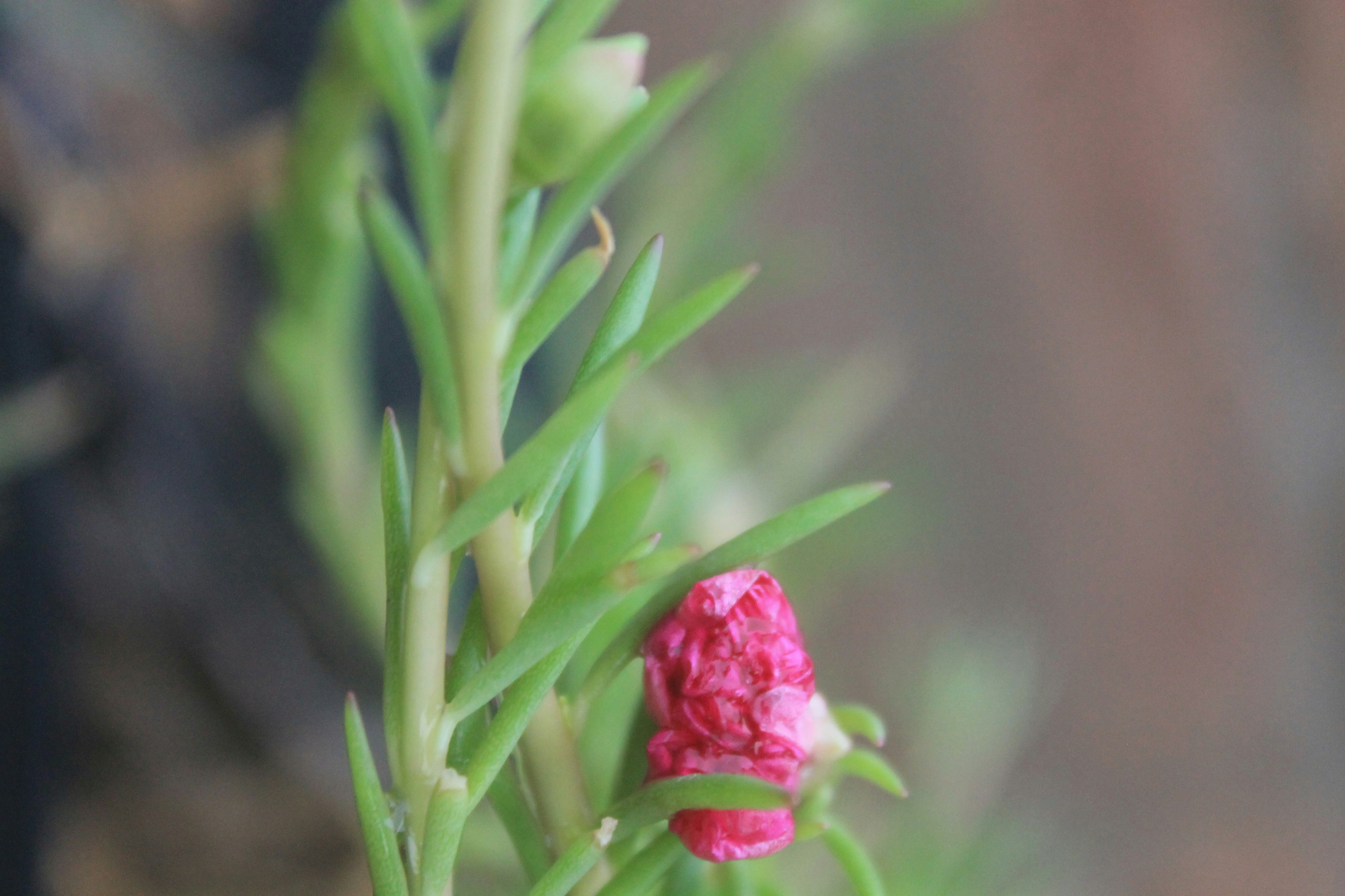 A close up of a pink flower on a green stem