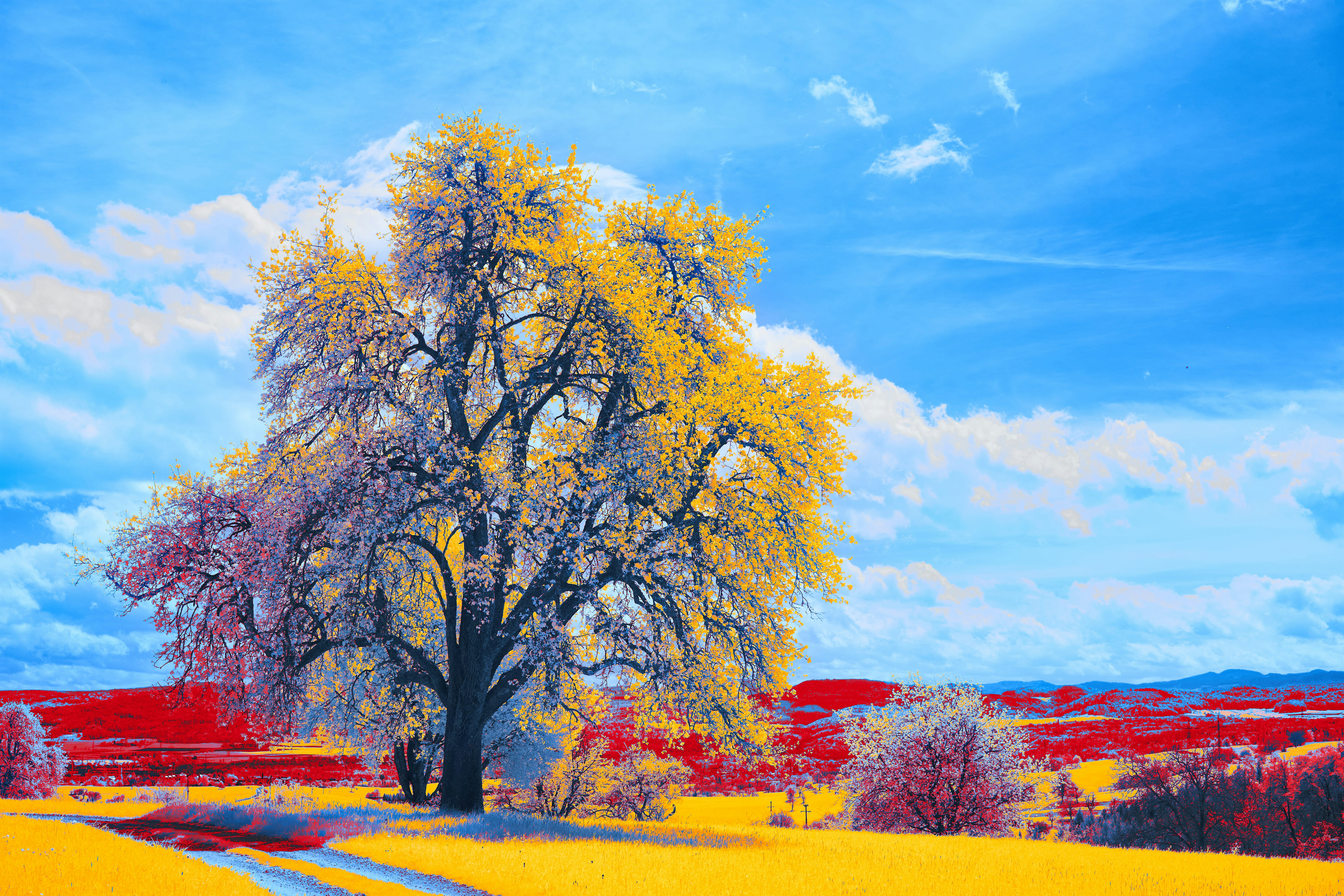 Photo by wolfgang_hasselmann