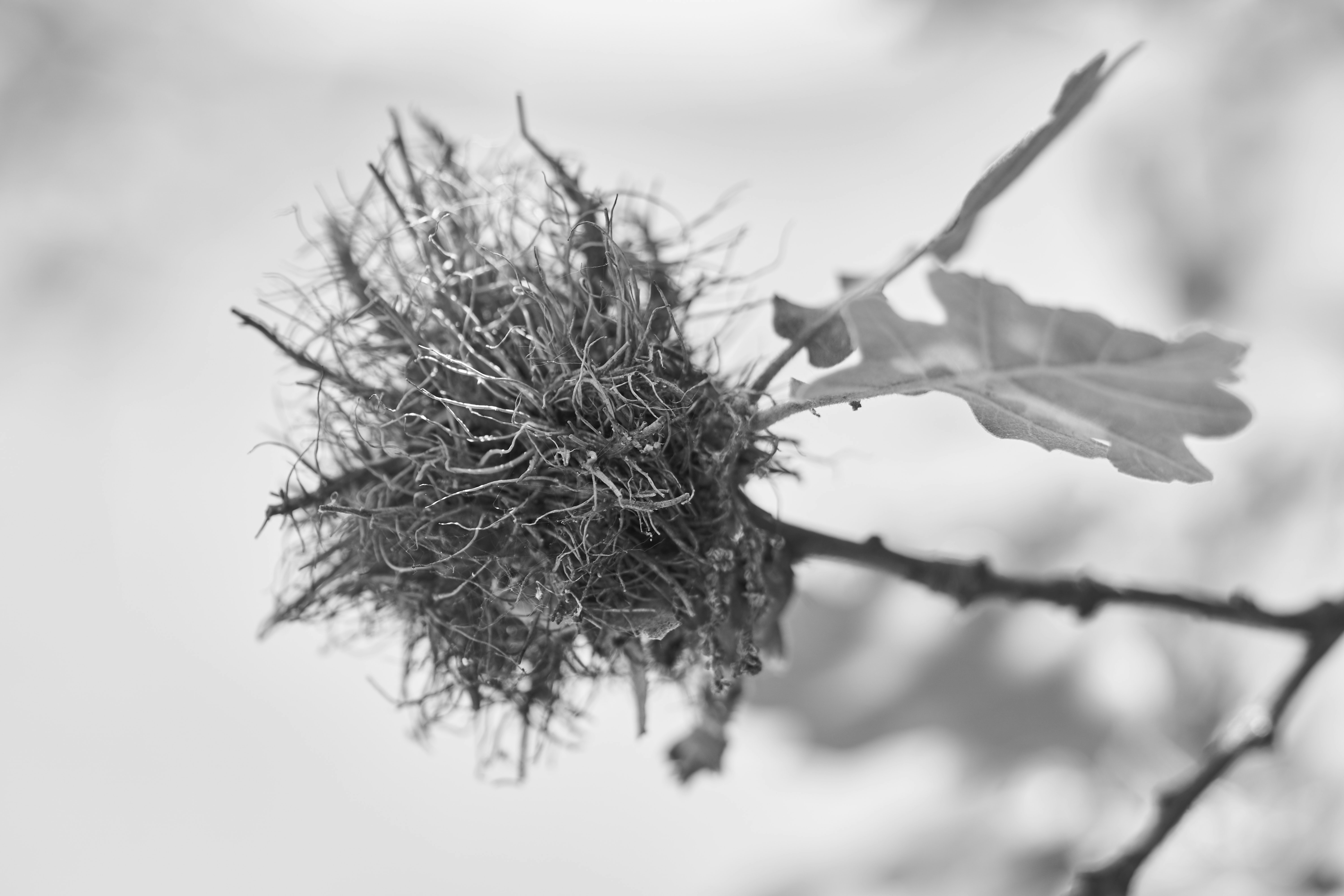 Photo by wolfgang_hasselmann