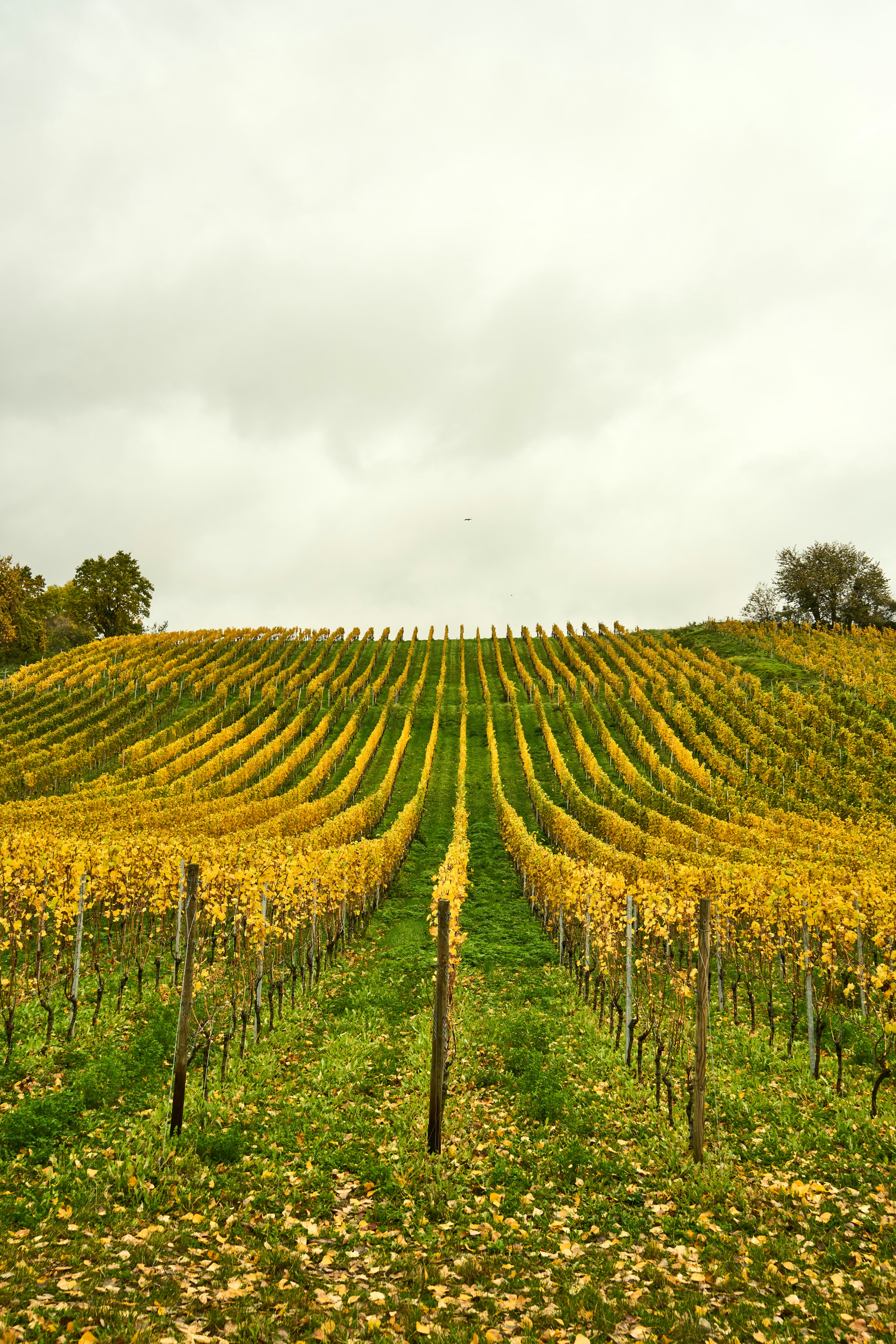 Photo by wolfgang_hasselmann