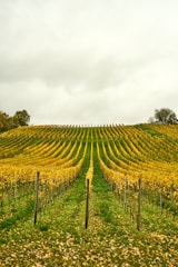 A field of yellow flowers with a fence in the foreground