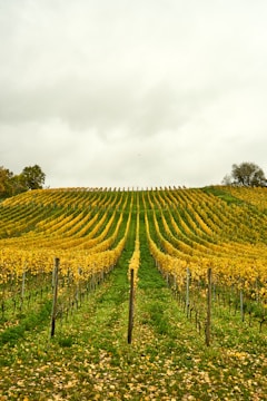 A field of yellow flowers with a fence in the foreground
