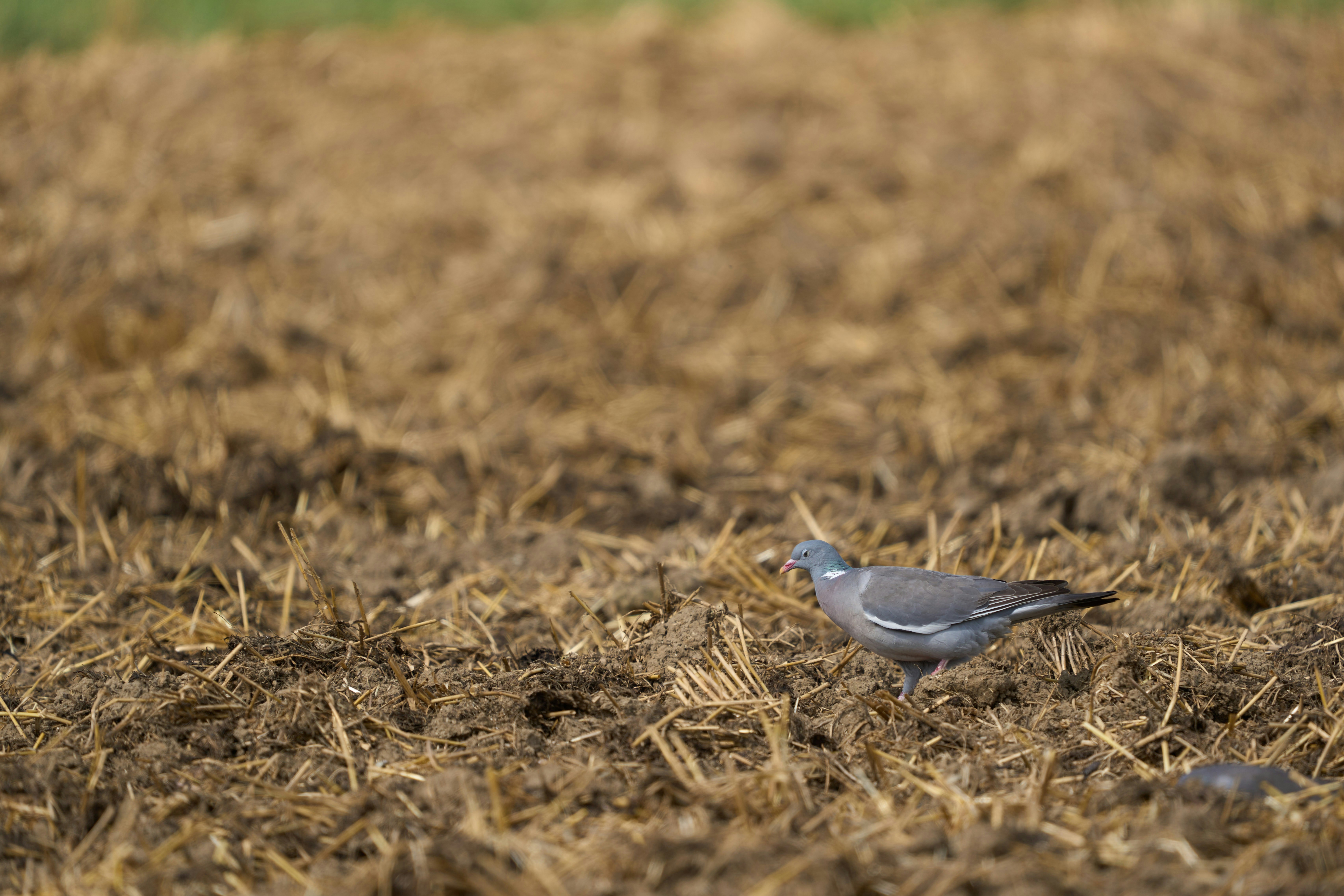 Photo by wolfgang_hasselmann