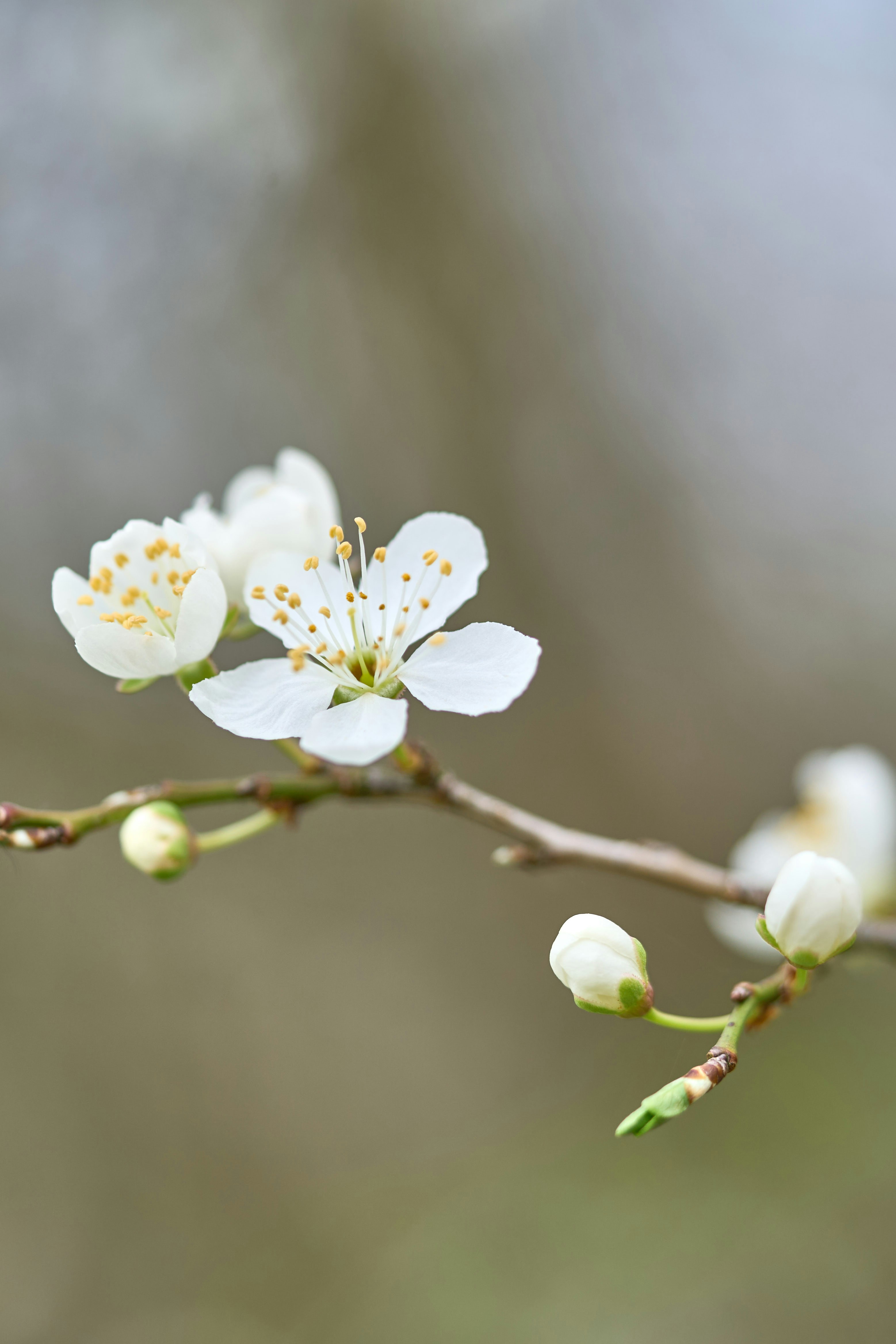 Photo by wolfgang_hasselmann