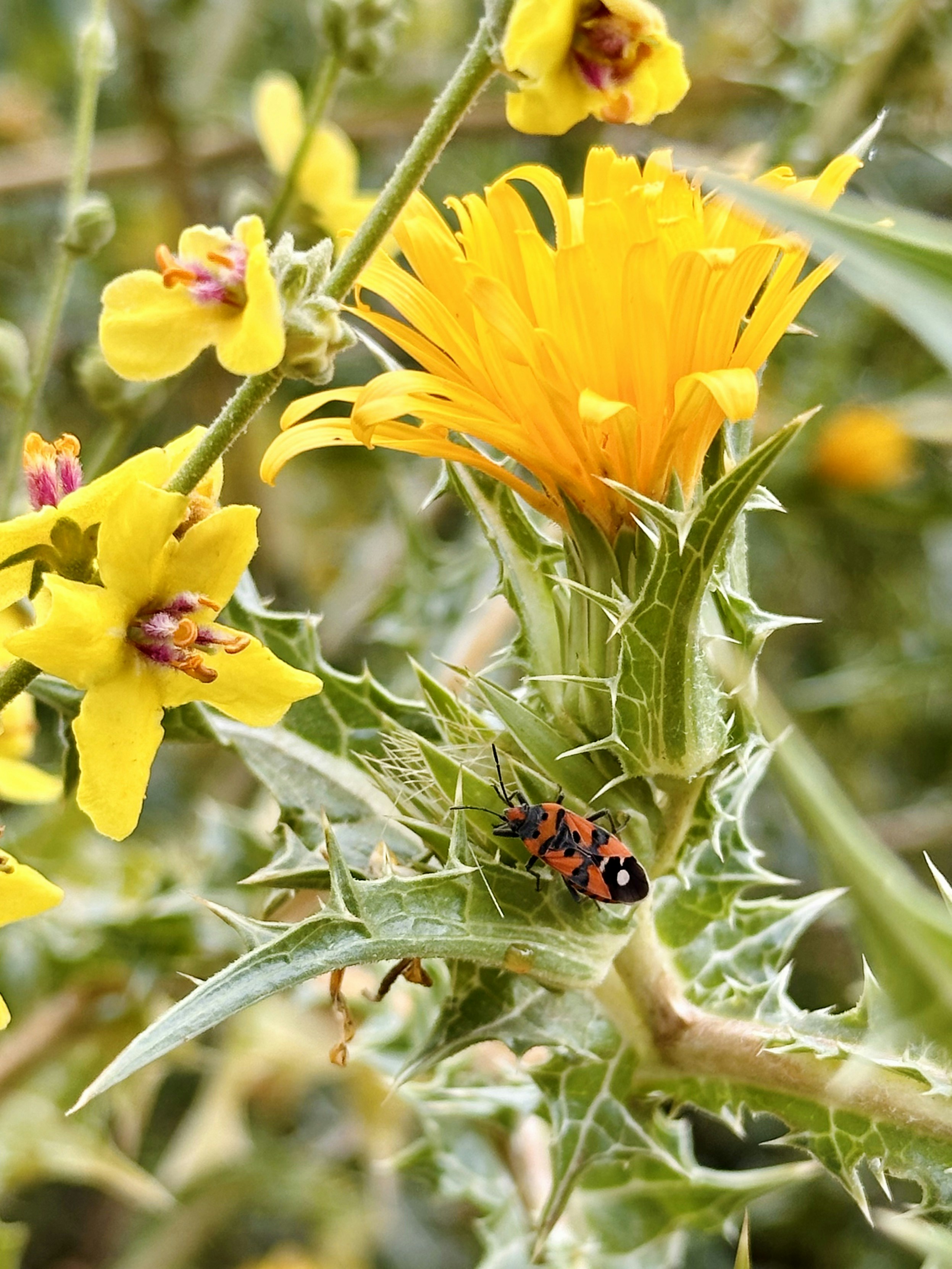 Un primo piano di un fiore con un insetto su di esso