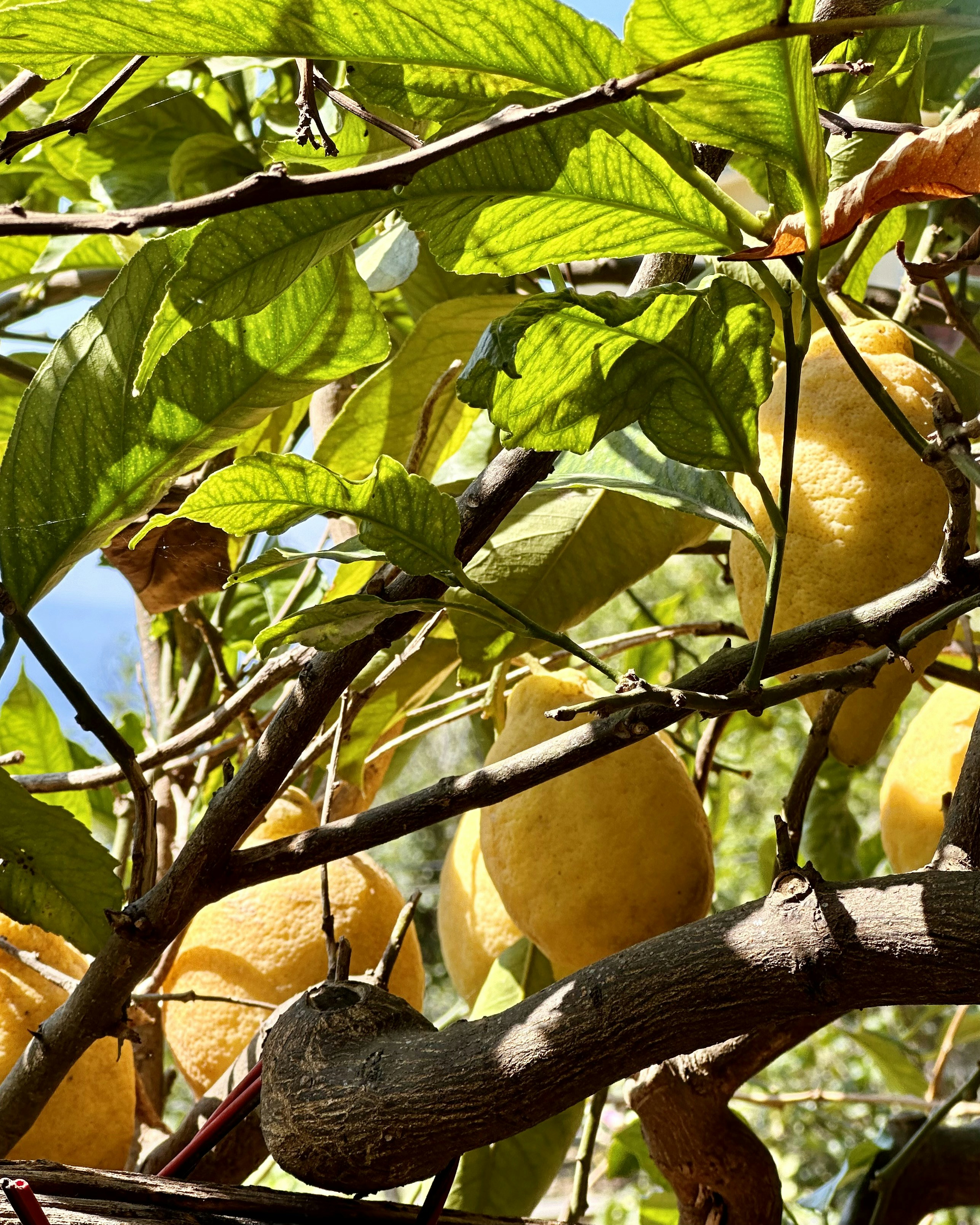A lemon tree heavy with yellow fruit