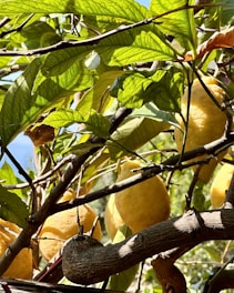 A tree filled with lots of yellow fruit