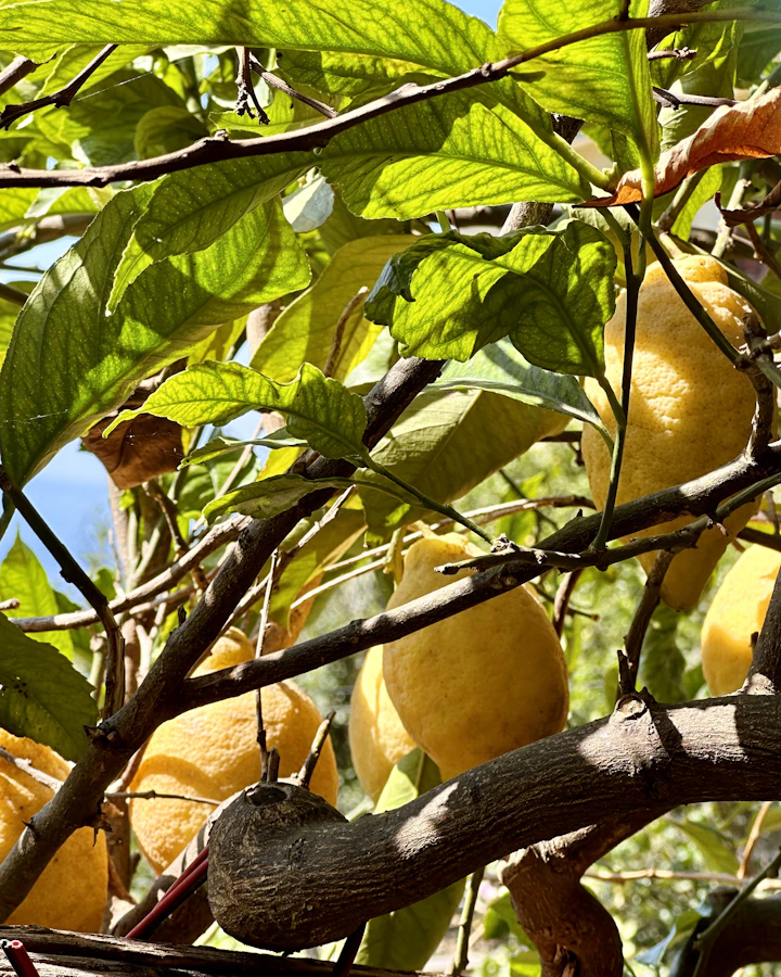 Lemons ripening on the branch