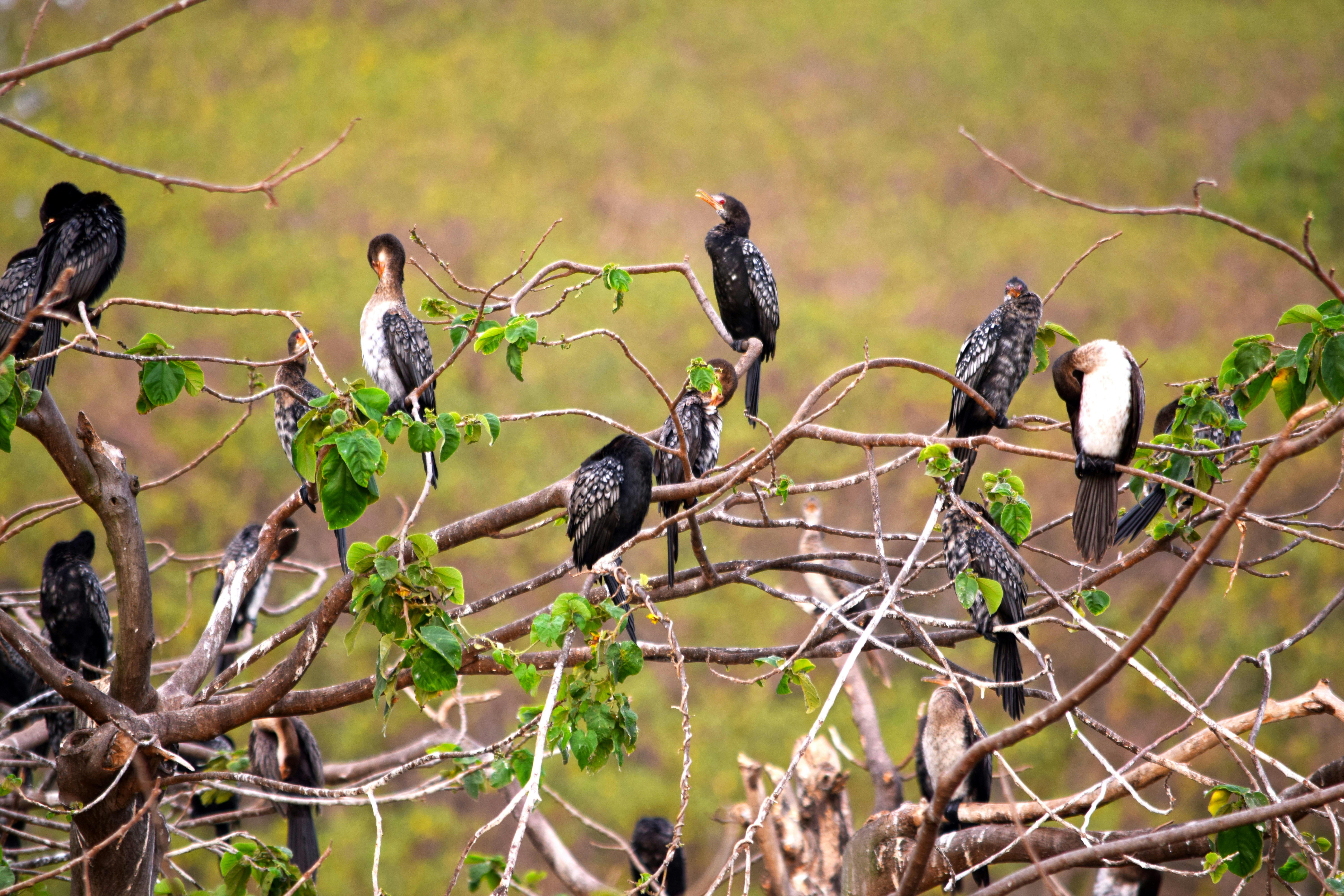 A flock of birds sitting on top of a tree branch