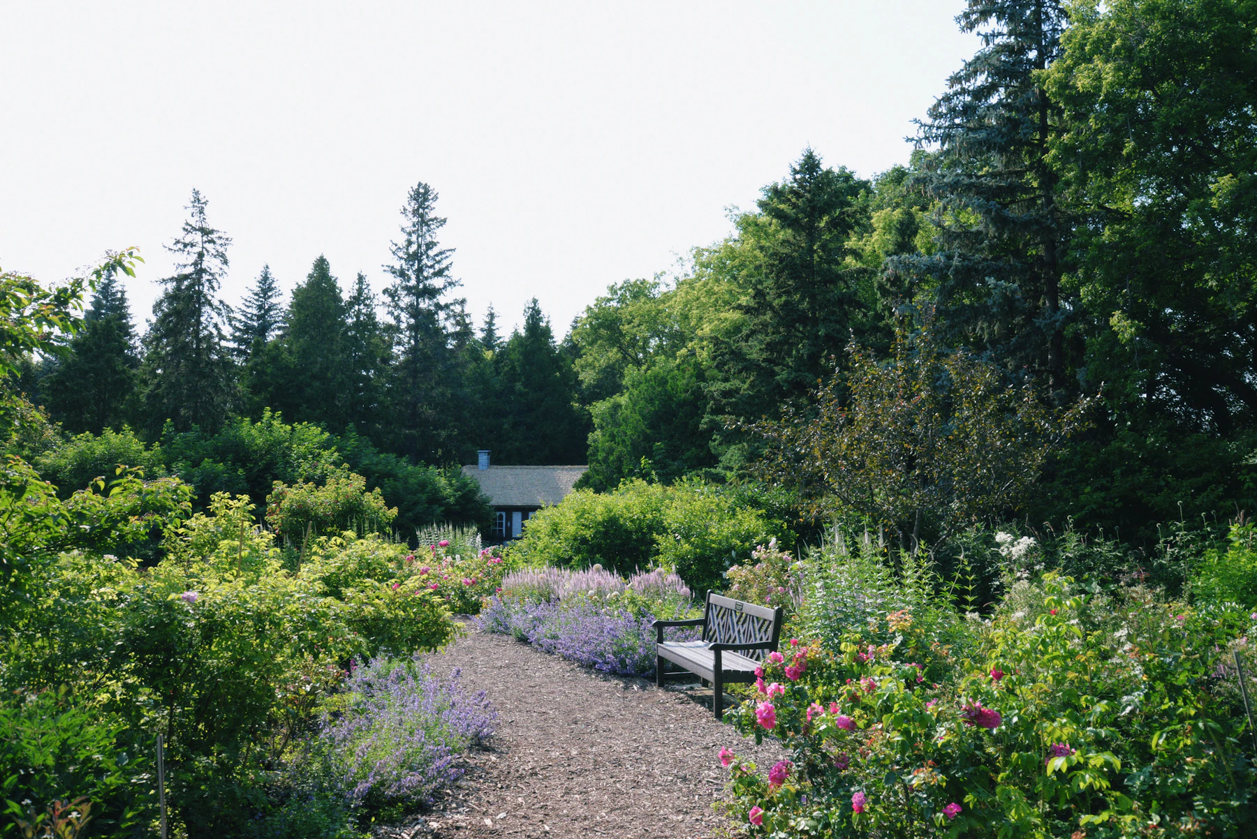 A mulched path with a wooden bench between beds of blue catmint and pink-flowered shrubs, with tall conifers behind