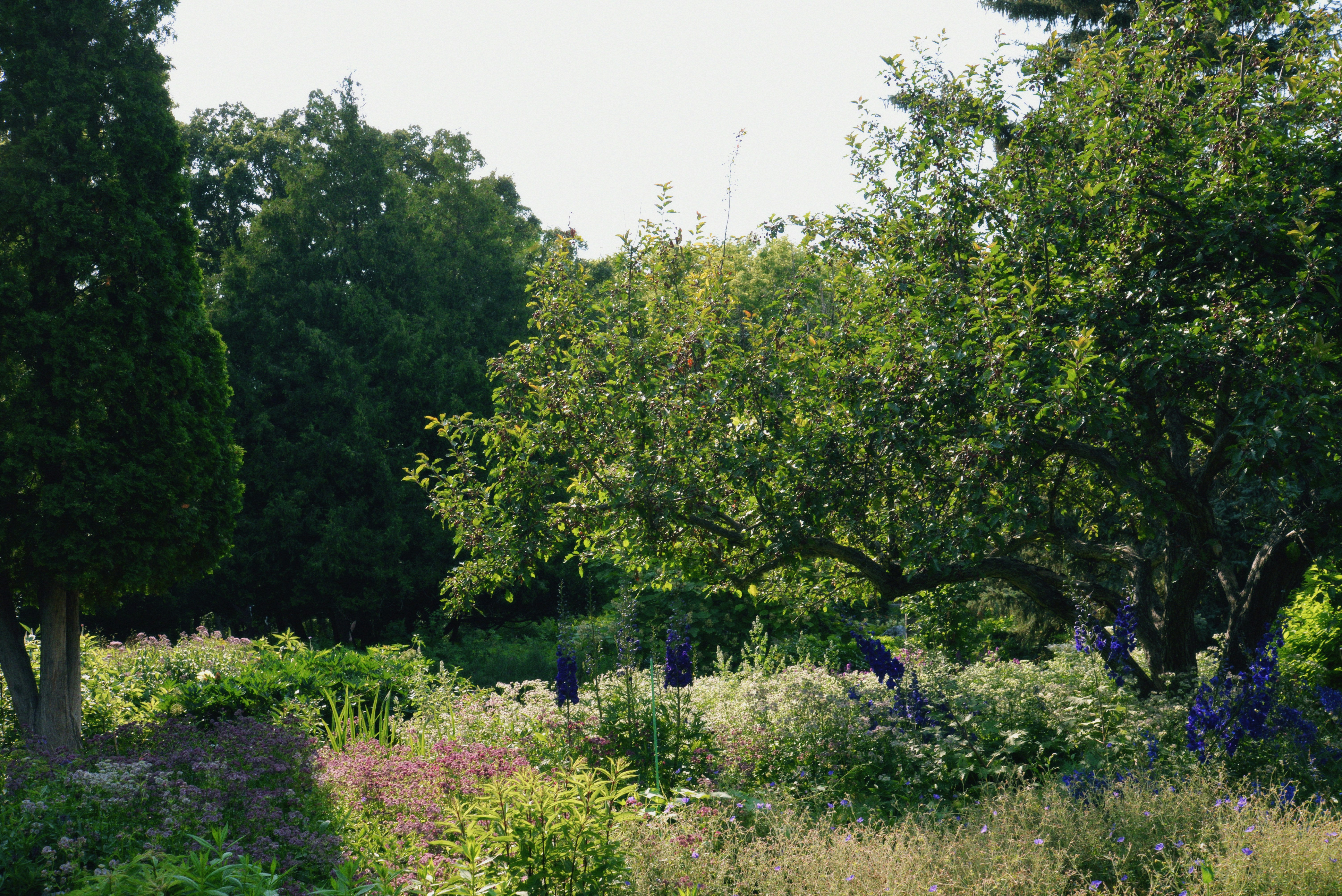 A field with trees, bushes, and a bench