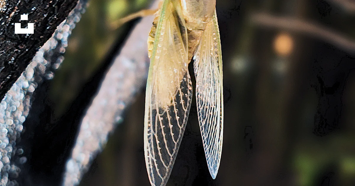 A close up of a small insect on a tree branch photo – Free Animal Image ...