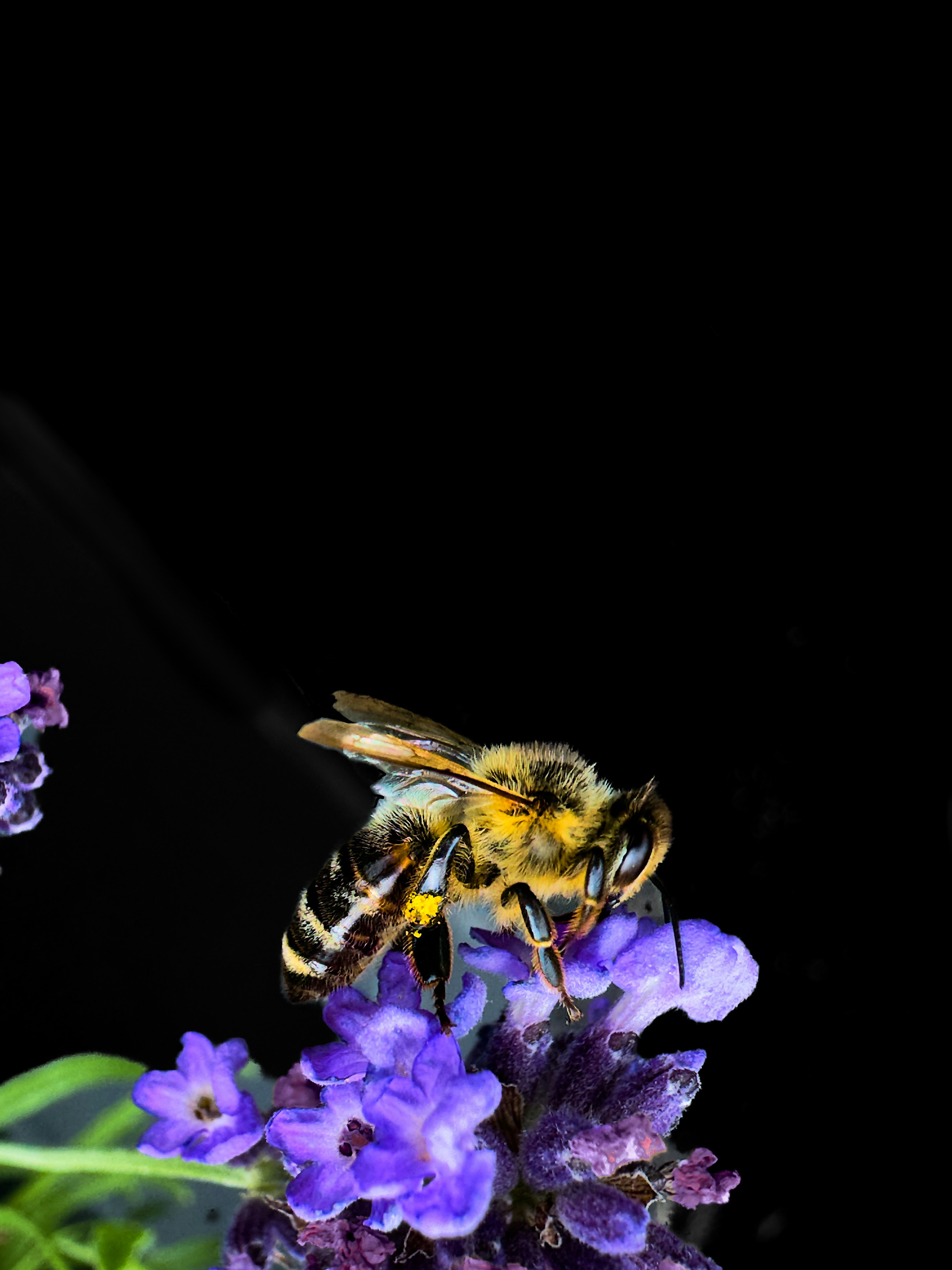 A bee sitting on top of a purple flower