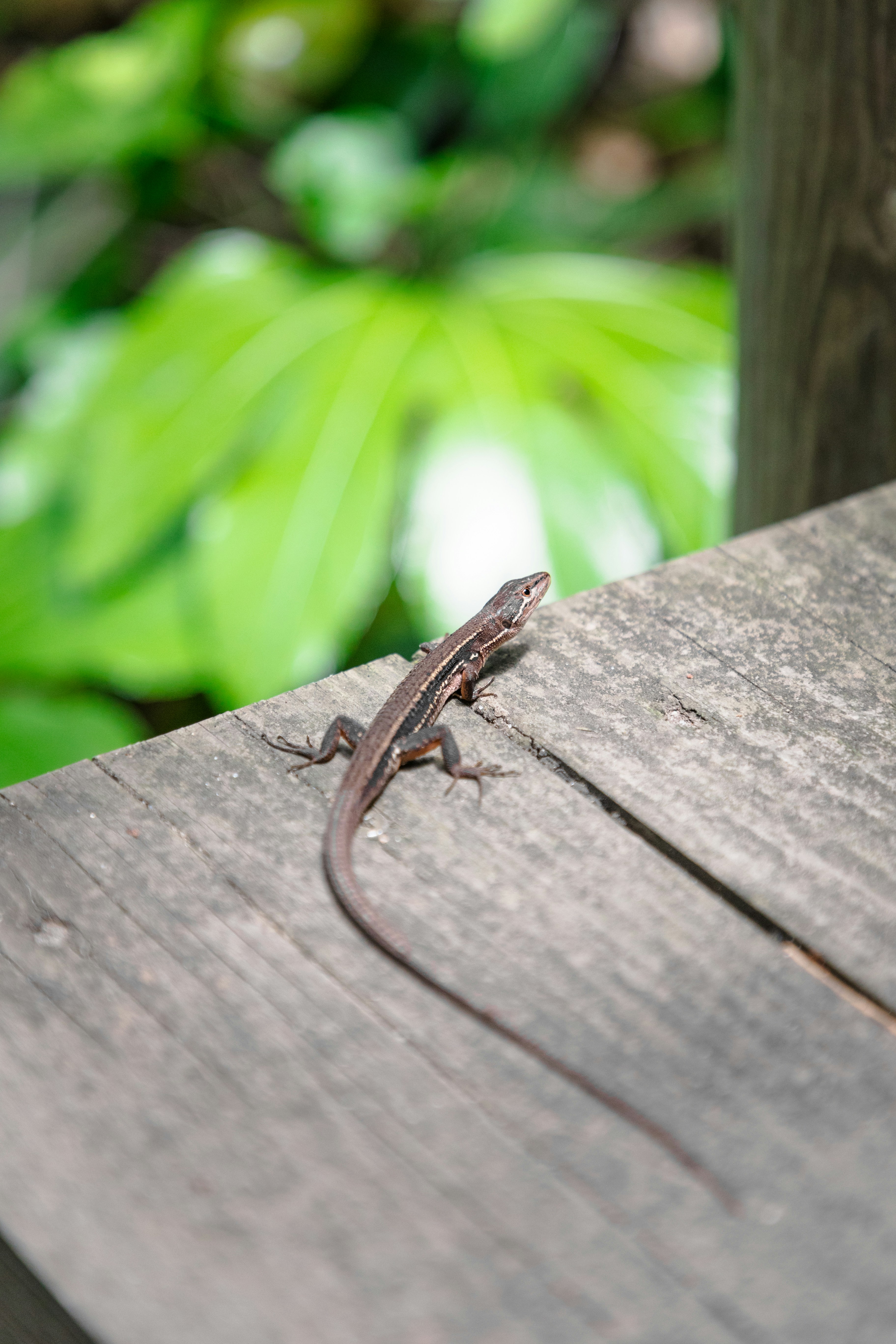 A lizard sitting on top of a wooden bench