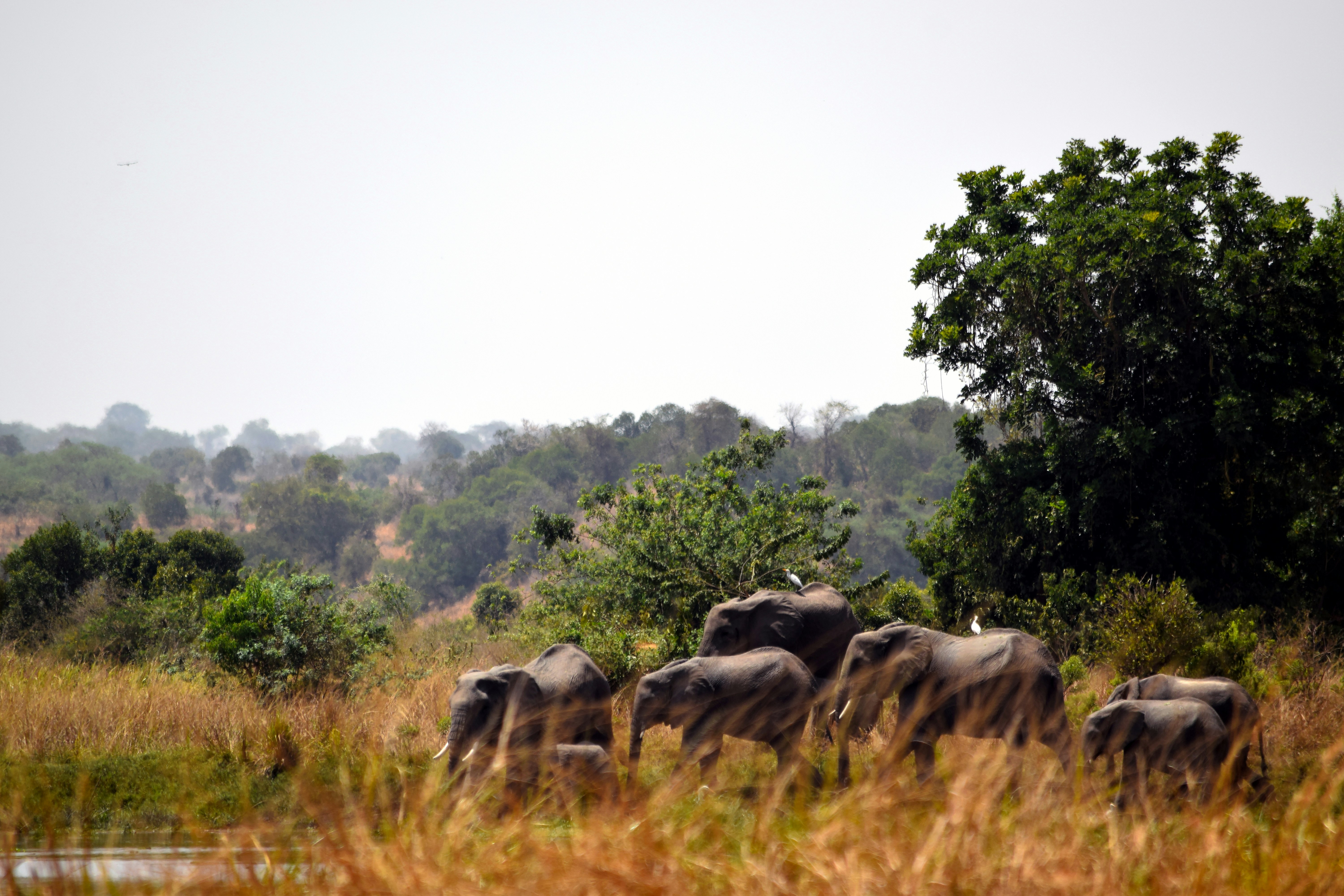 A herd of elephants walking across a grass covered field photo – Free ...