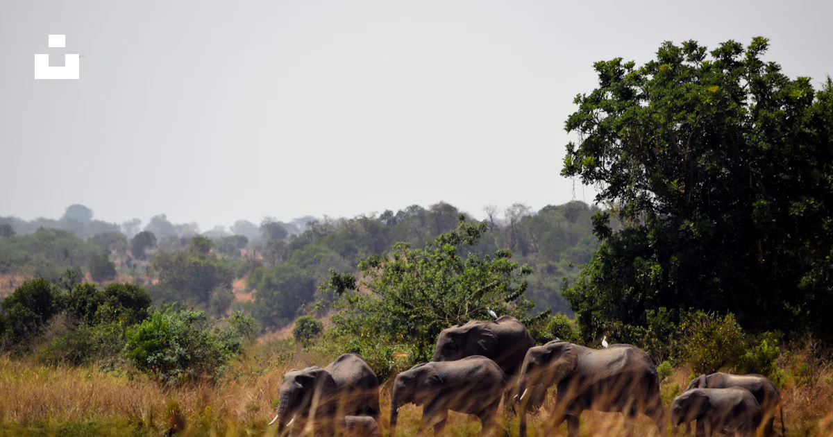 Elephant In Field A herd of elephants walking across a grass covered field photo – Free ...