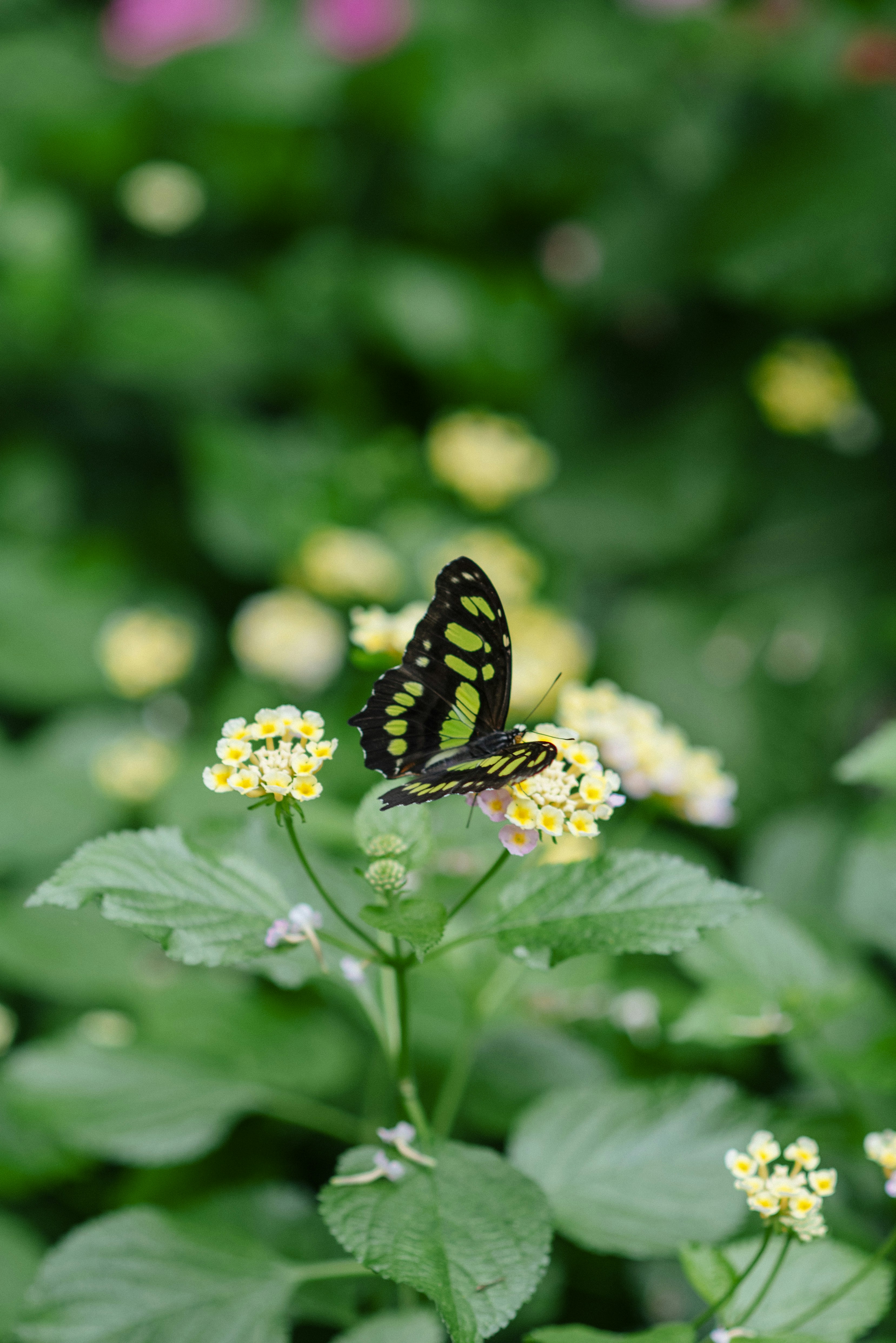 A butterfly sitting on top of a yellow flower