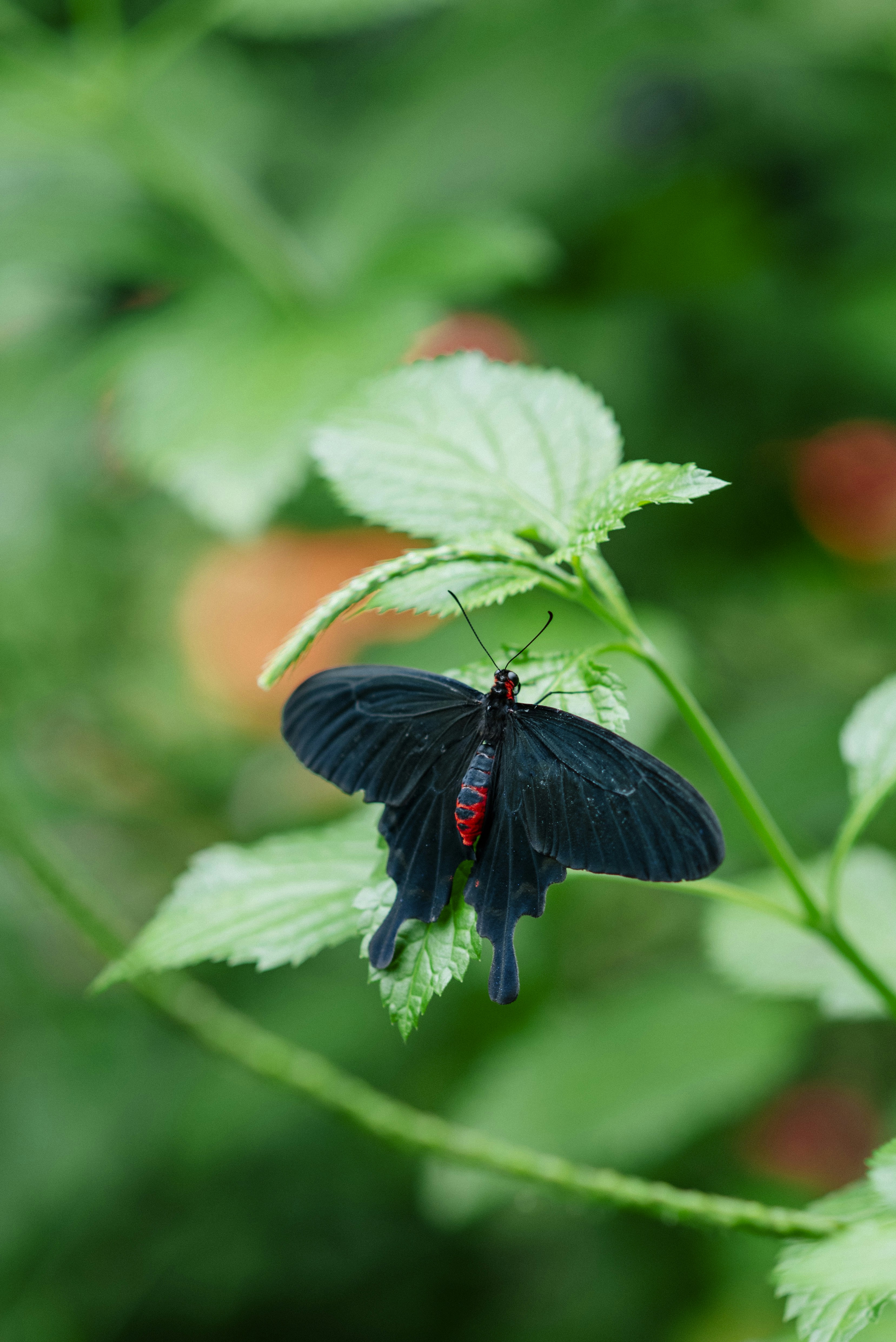 A black butterfly sitting on top of a green leaf