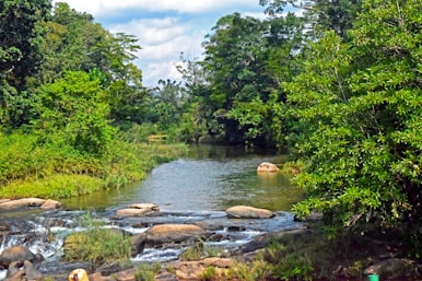 A river surrounded by lush green trees and rocks