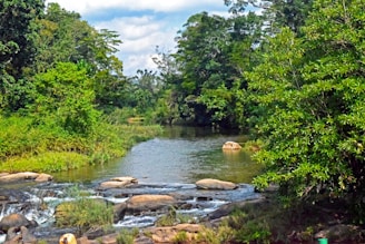 A river surrounded by lush green trees and rocks