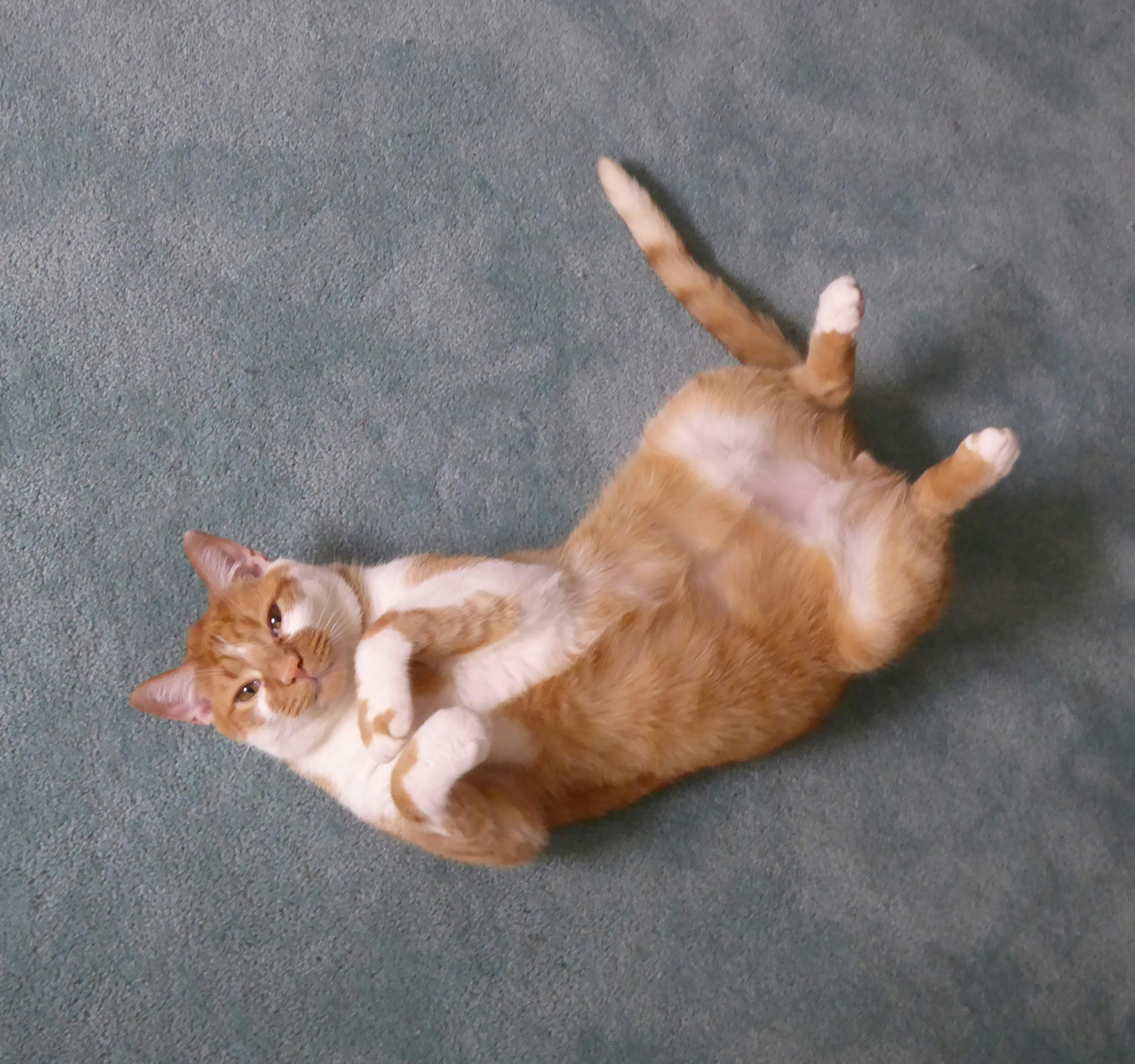 Balinese: The Sensitive Companion (image credits: unsplash)