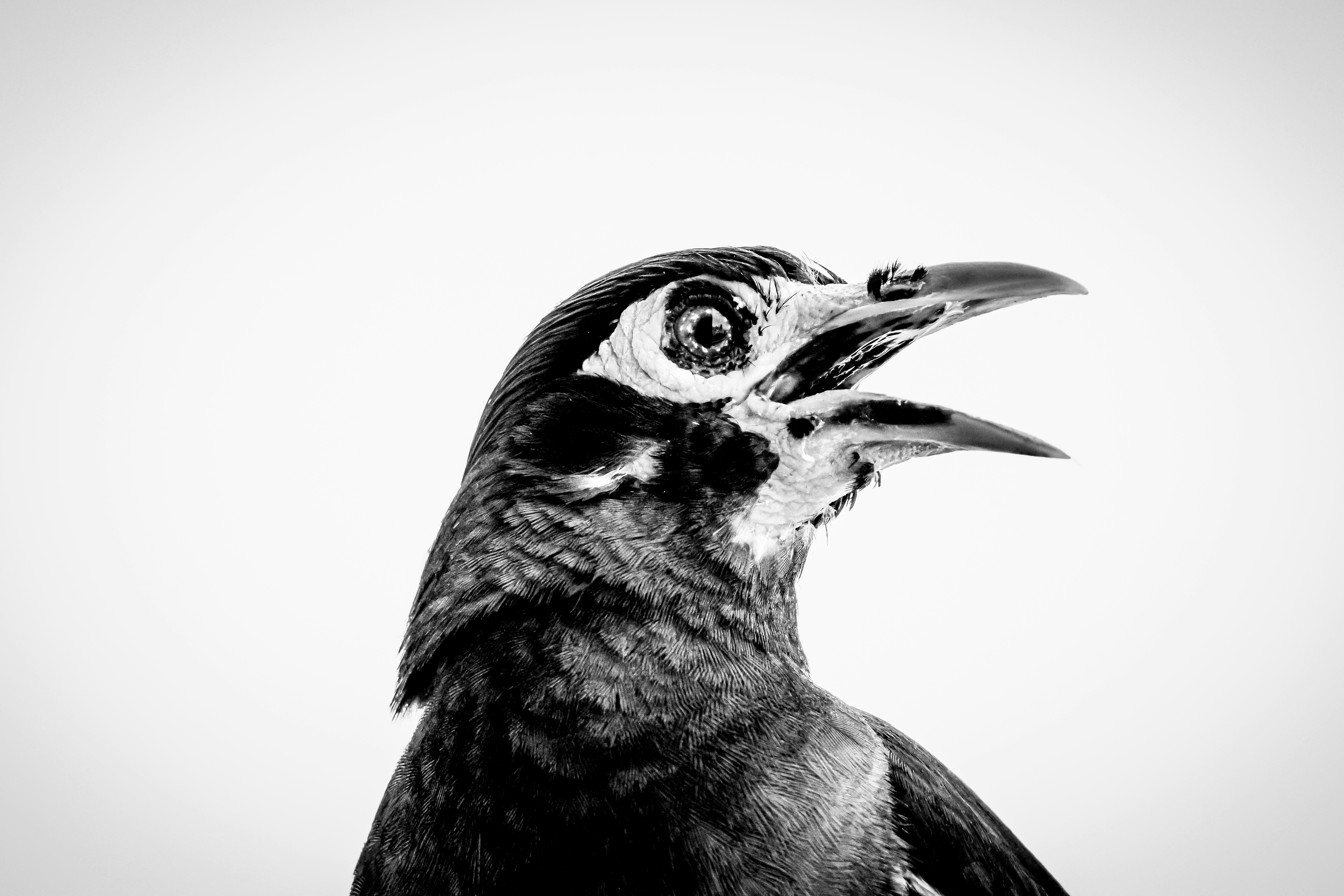 Une photo en noir et blanc d’un oiseau