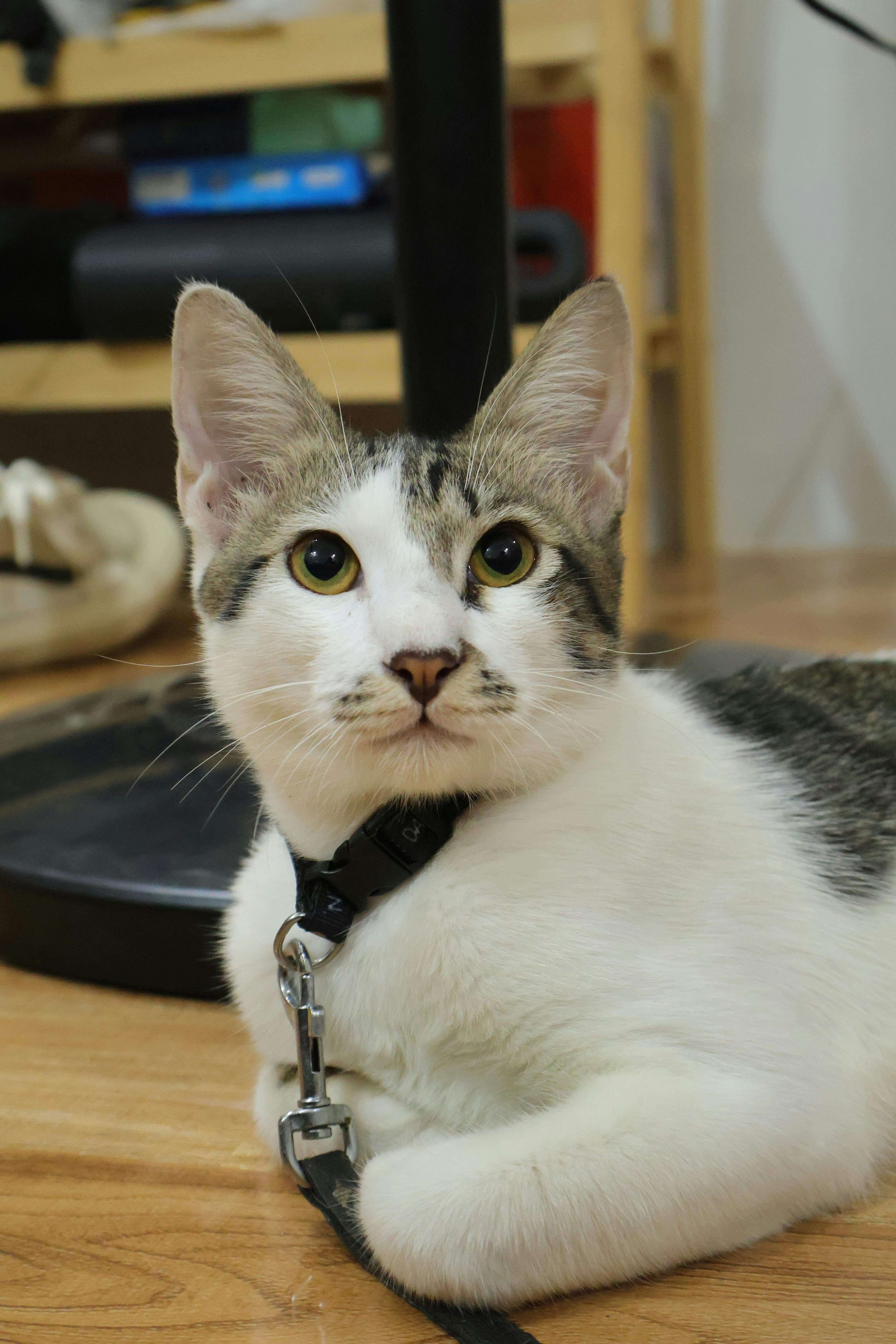 A cat laying on the floor with a leash around it's neck