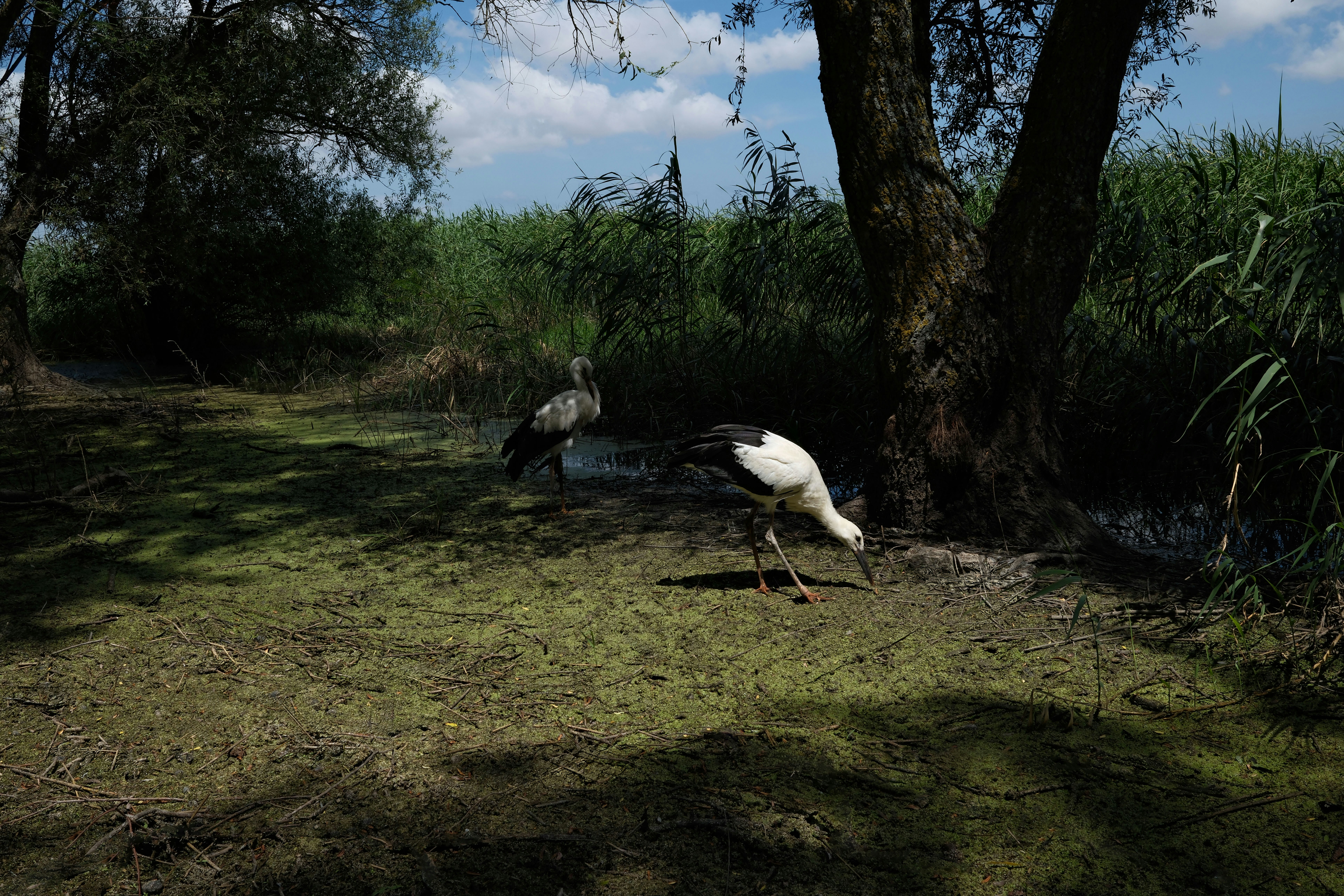 A couple of birds that are standing in the grass