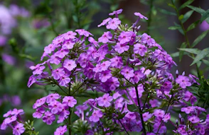 A bunch of purple flowers in a garden