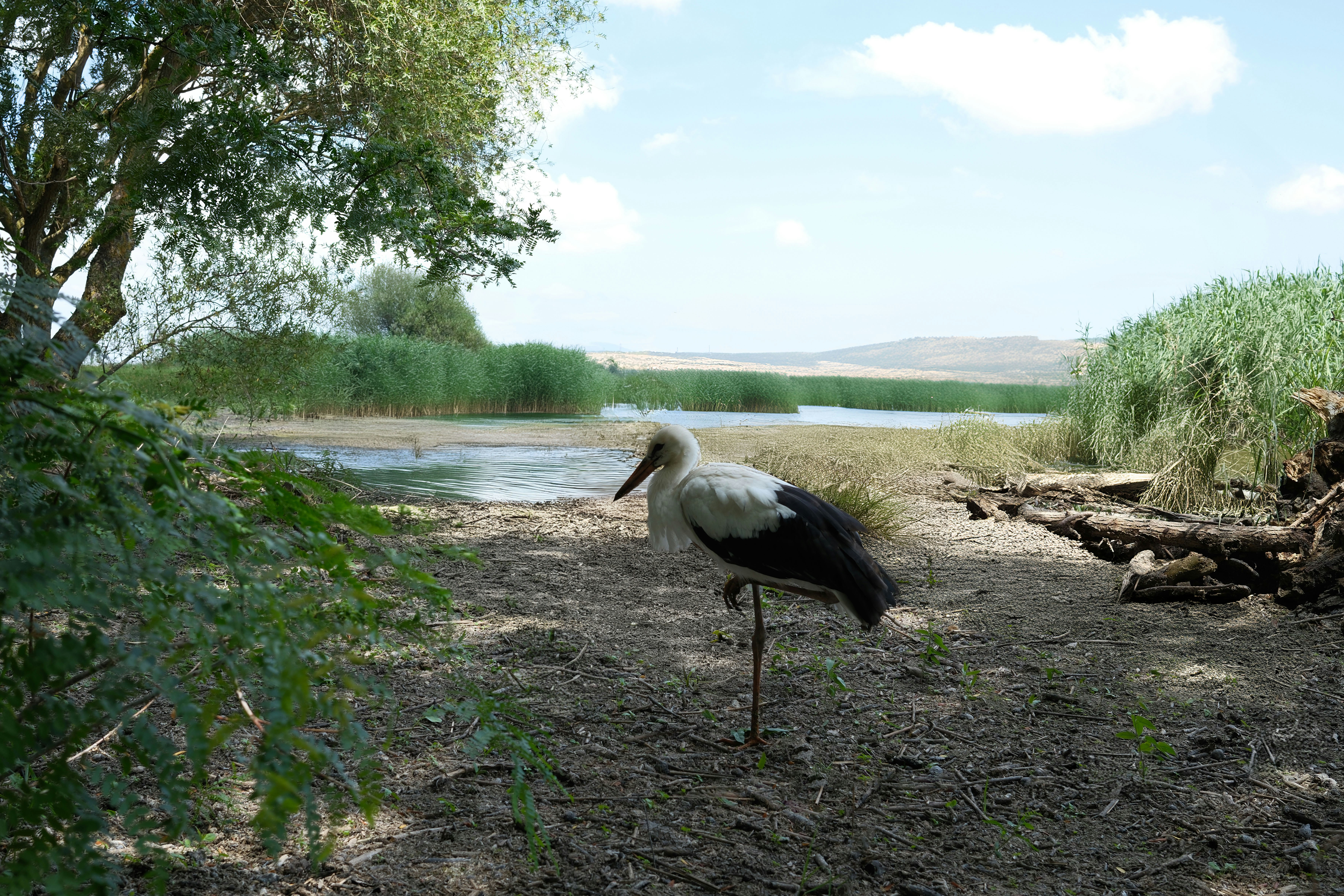 The Role of Conservation (image credits: unsplash)