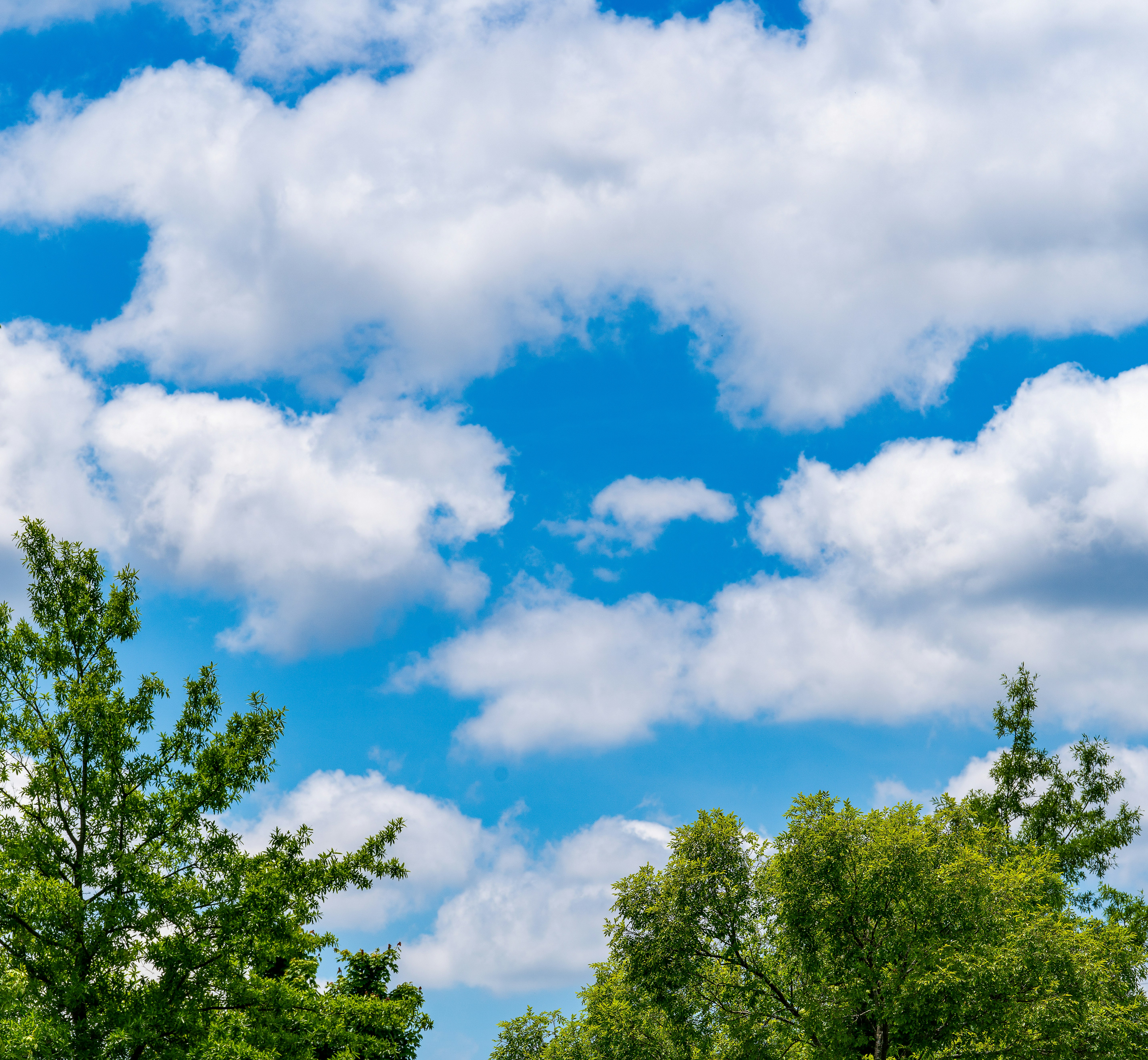 Tree line corner the blue sky with white clouds.