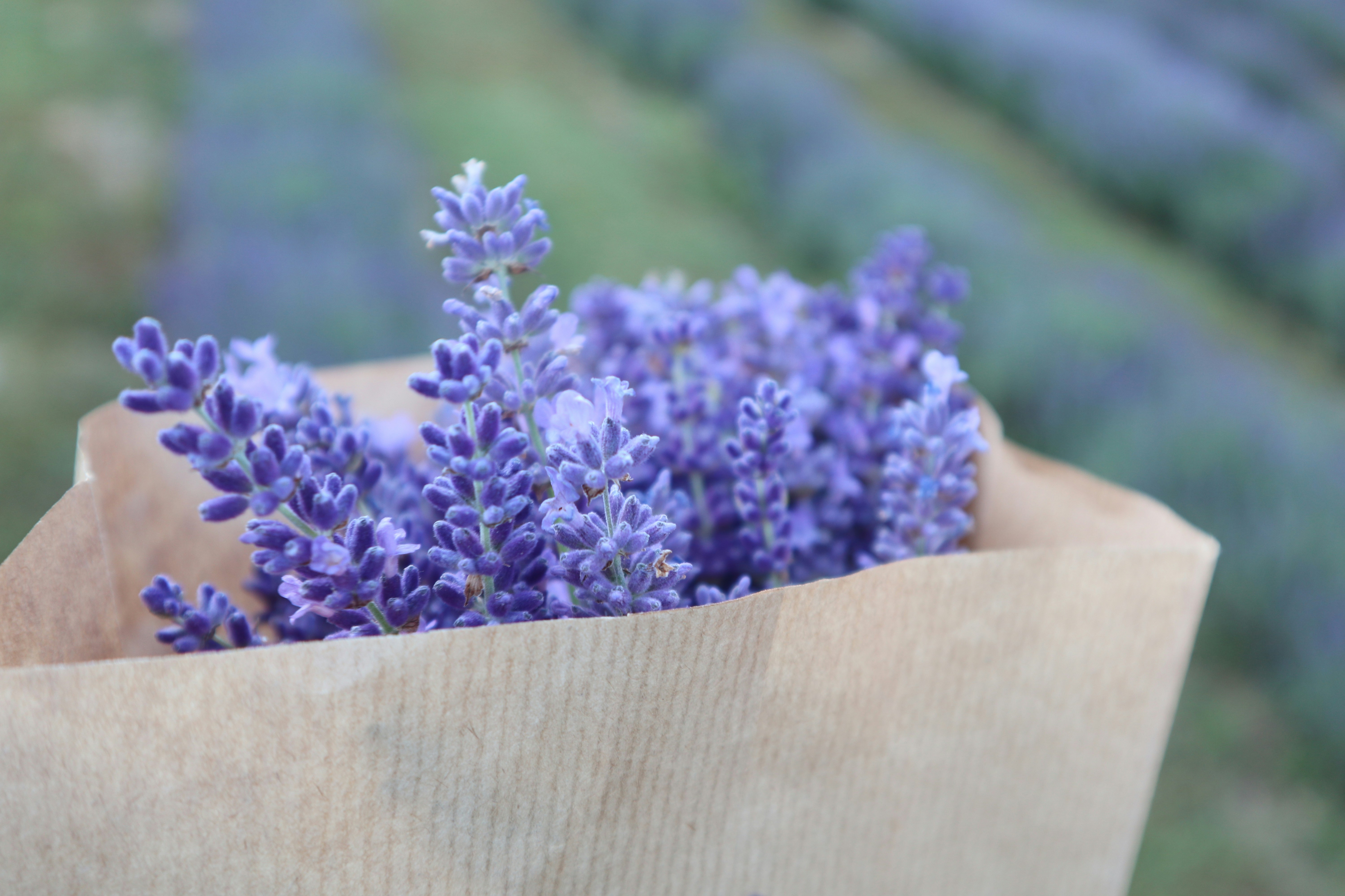 A brown paper bag filled with purple flowers
