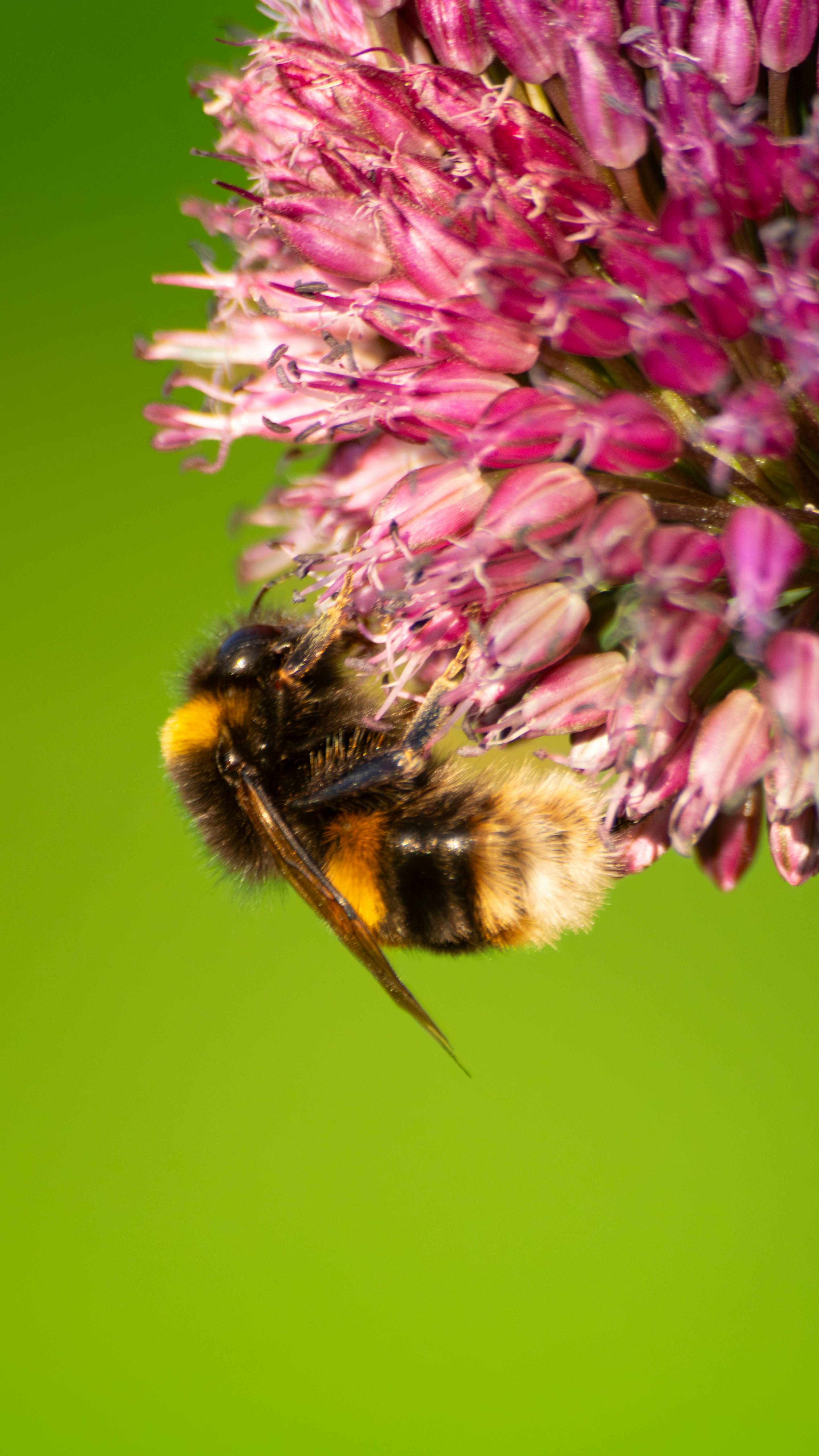 Photo by saidyigitcamlica