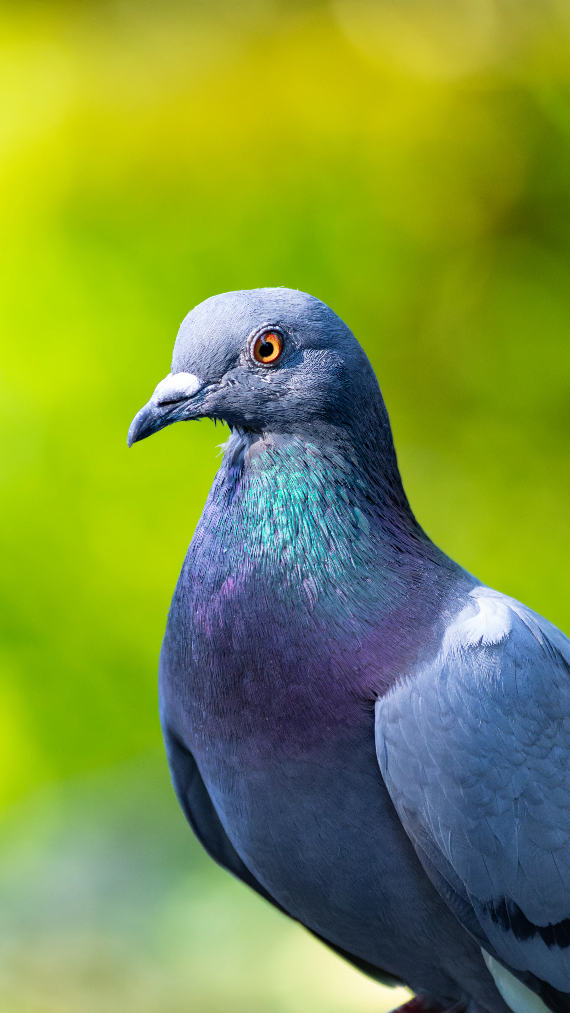 A close up of a pigeon on a branch