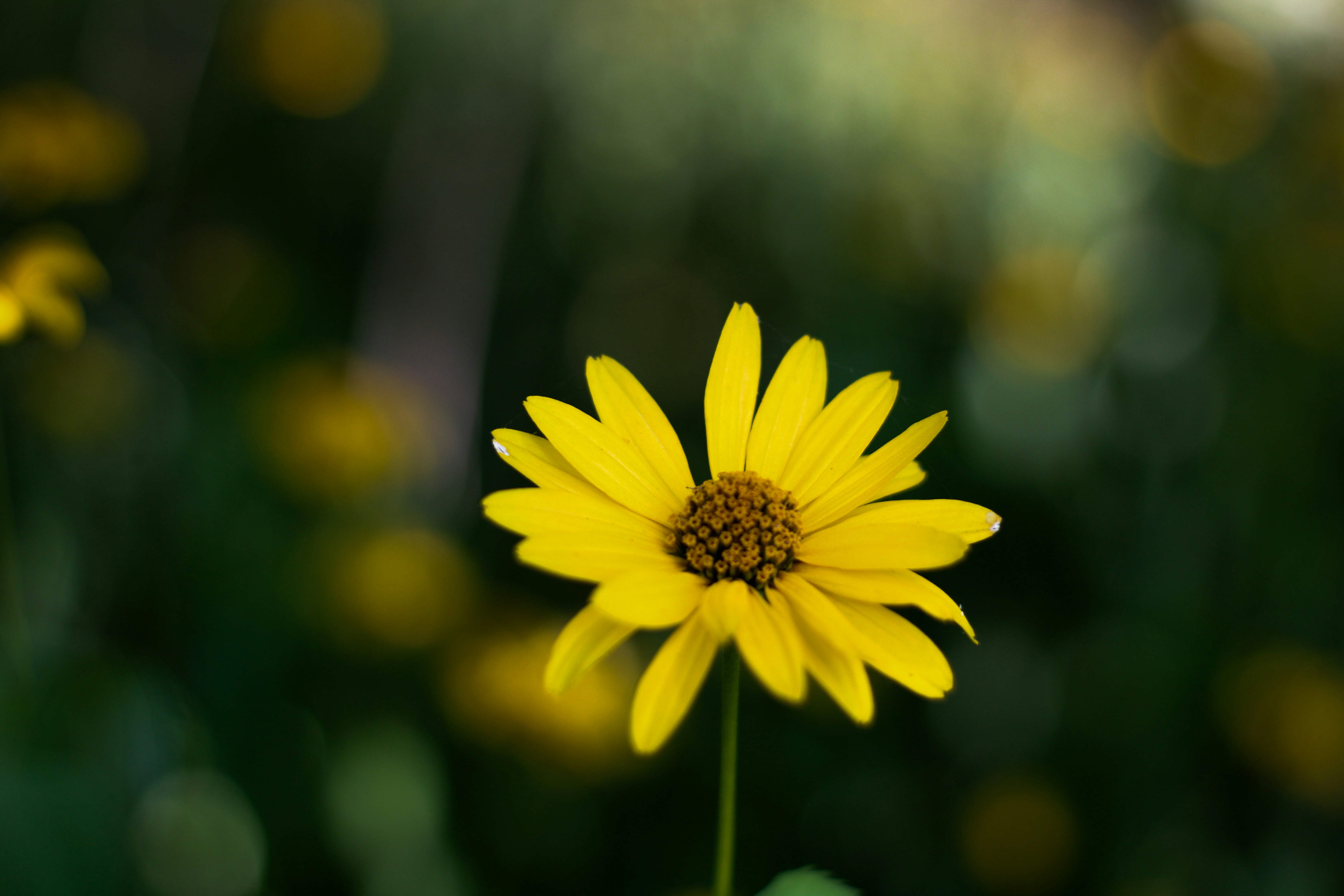 Photo by that_one_ukrainian