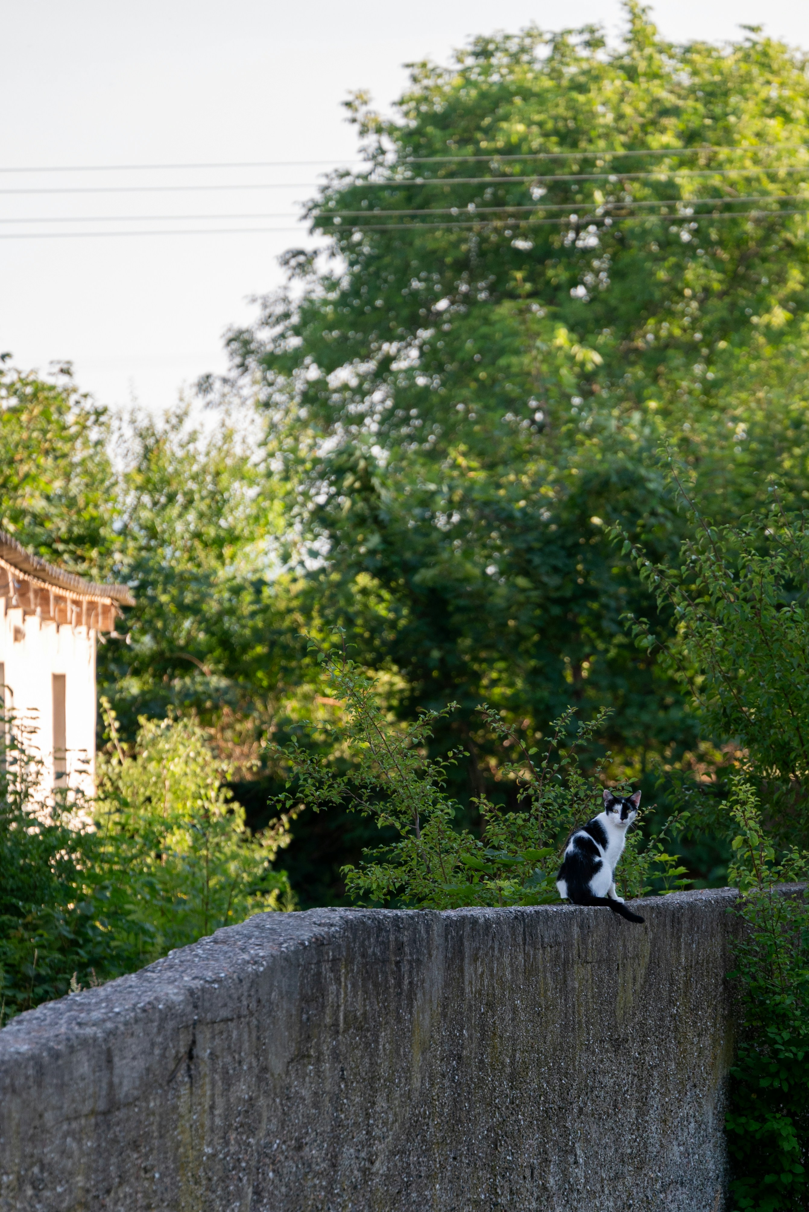 A black and white cat sitting on top of a stone wall