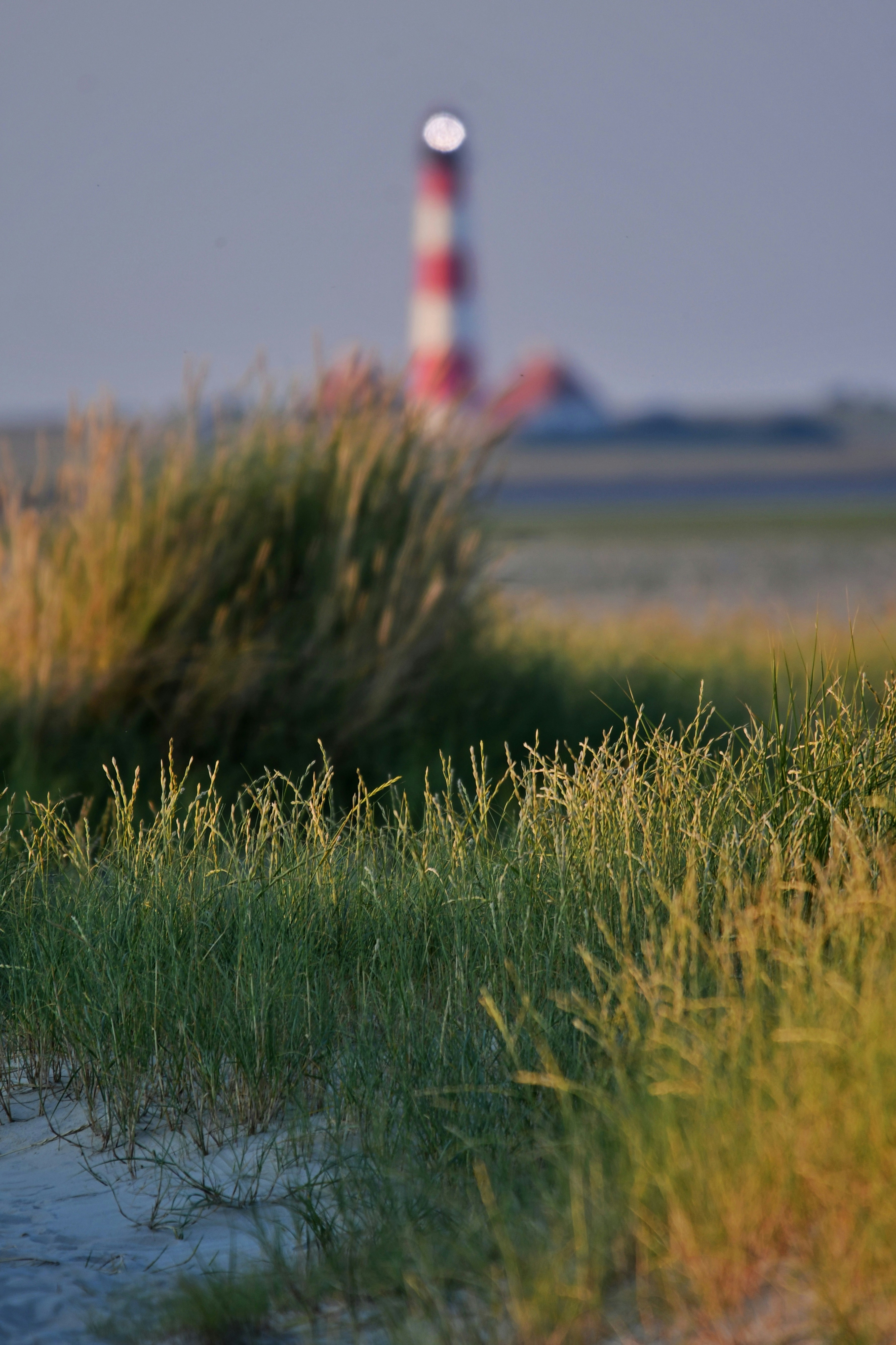 A bird is standing in the grass near a light house
