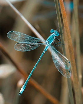 A close up of a dragonfly on a plant