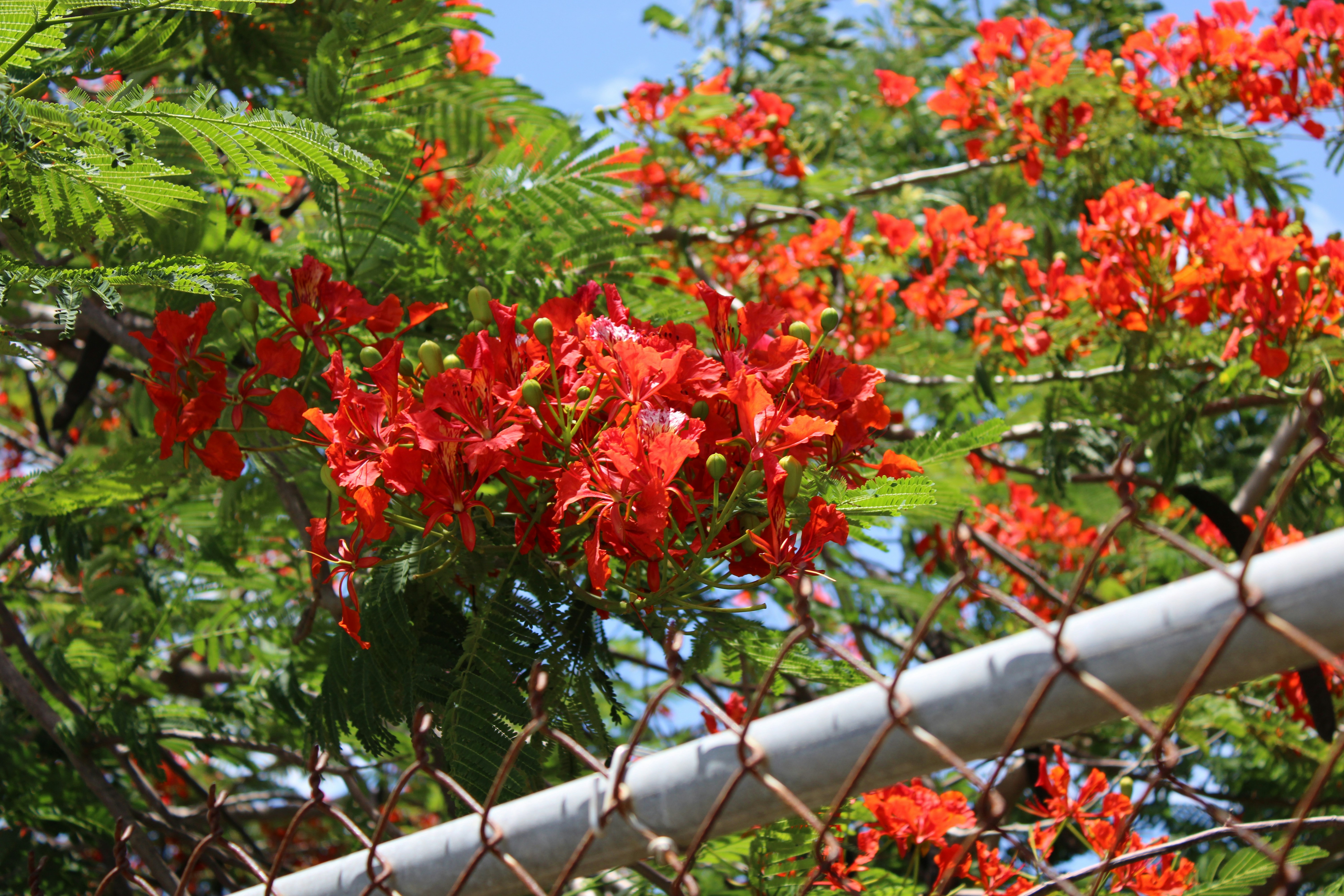 Red flowers are growing behind a chain link fence