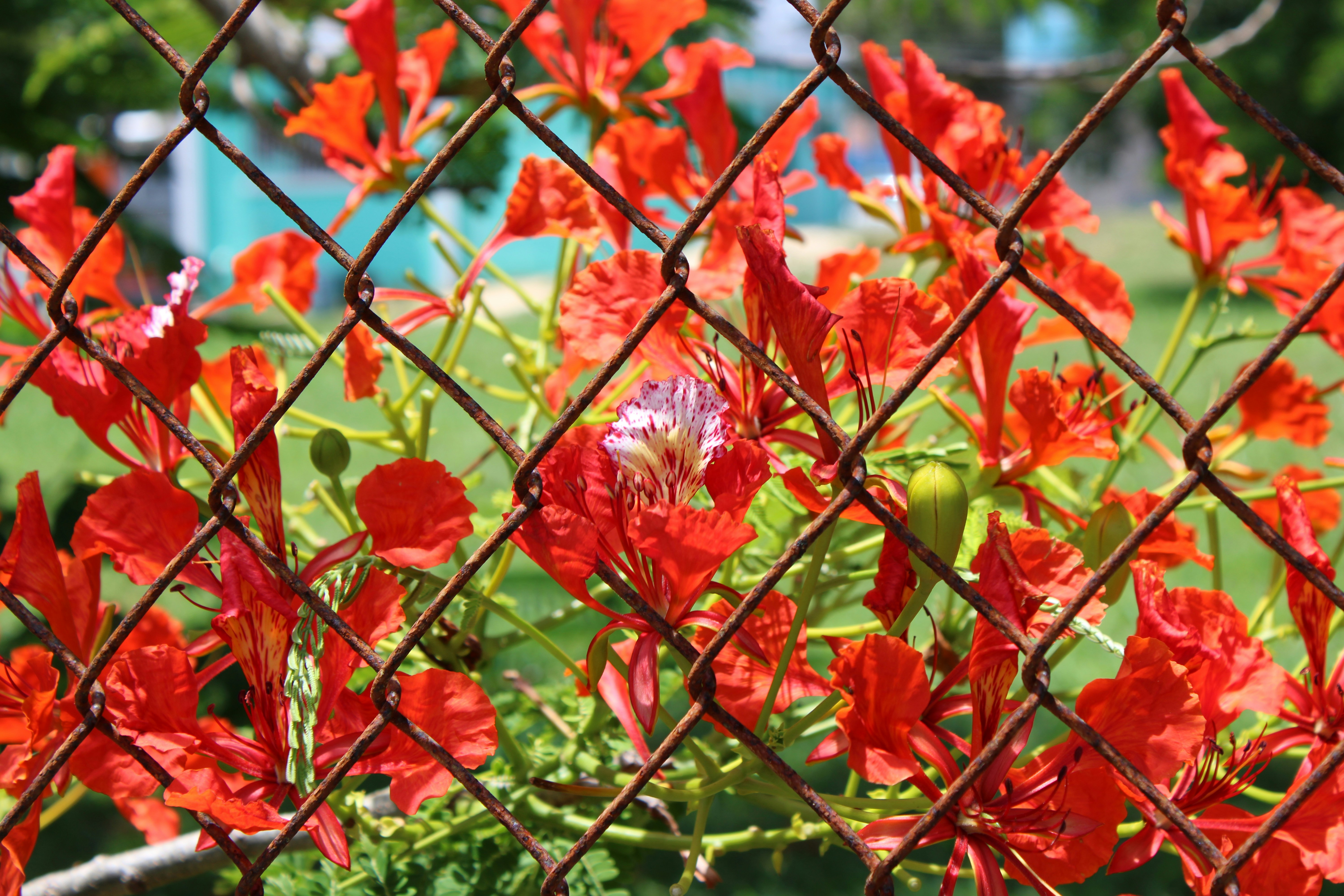 A bunch of red flowers behind a chain link fence