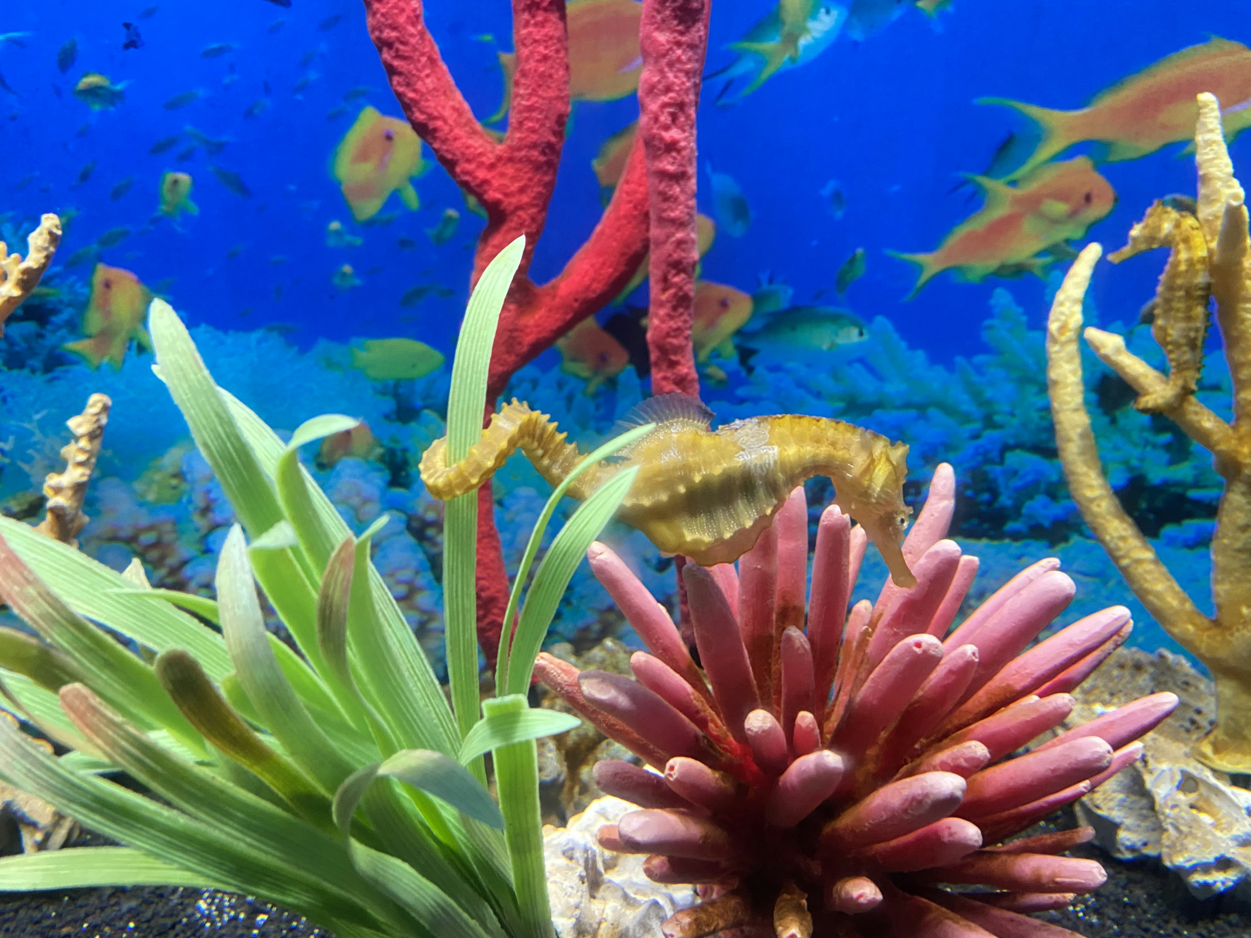 A coral reef with sea plants and other marine life
