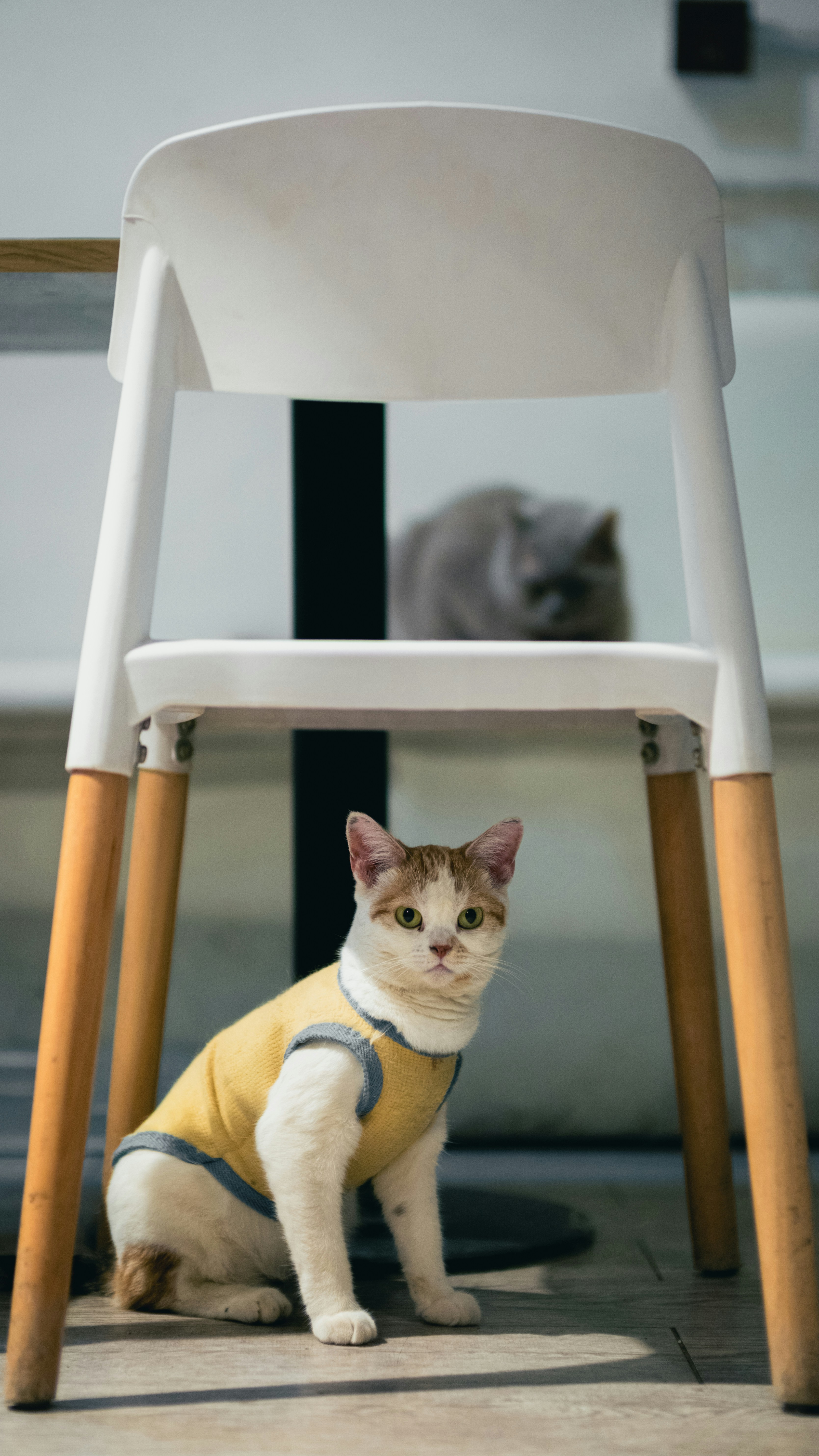 A cat is sitting under a white chair photo – Free Cat Image on Unsplash