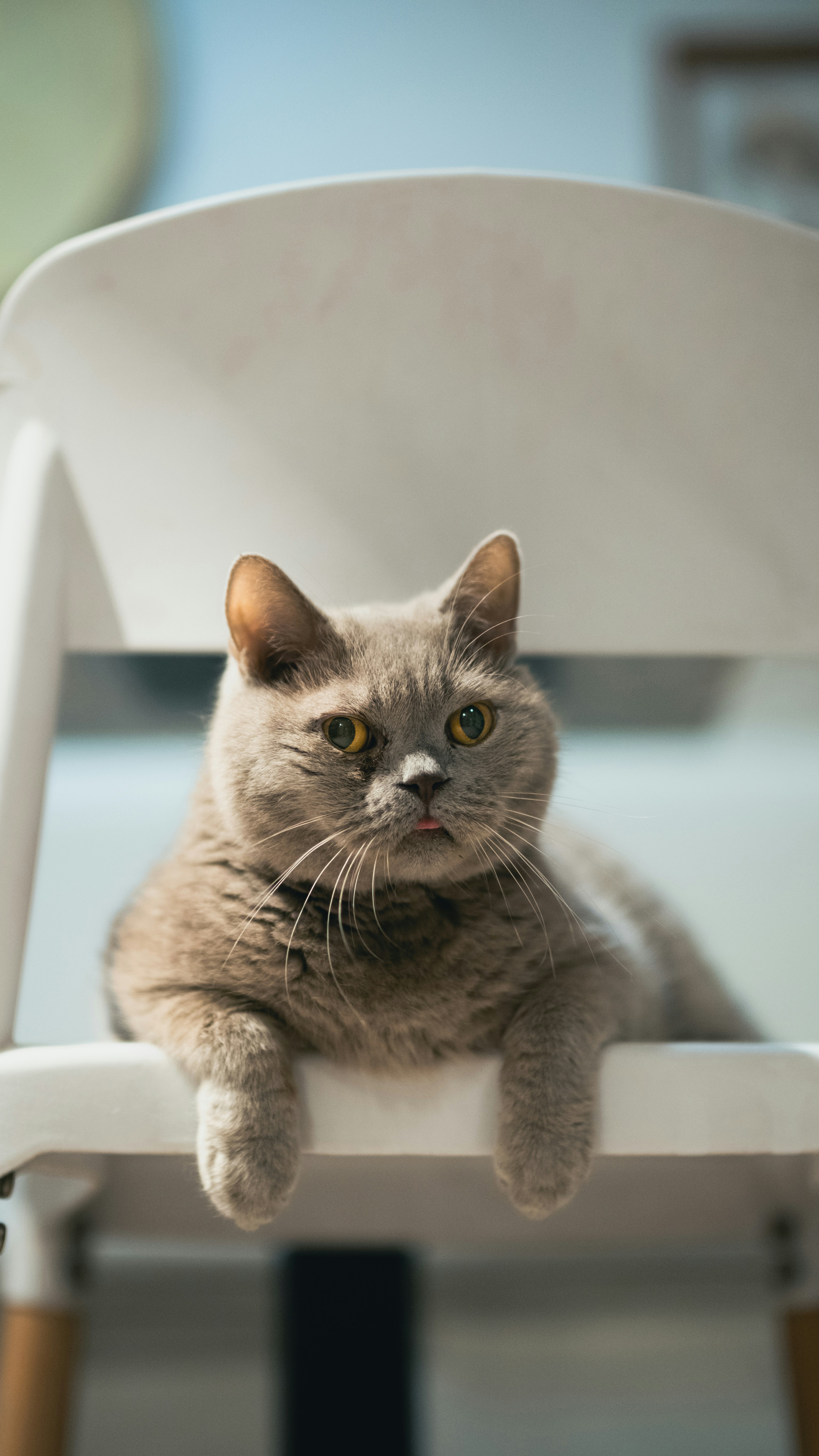 A cat sitting on a white chair looking at the camera photo – Free Cat ...