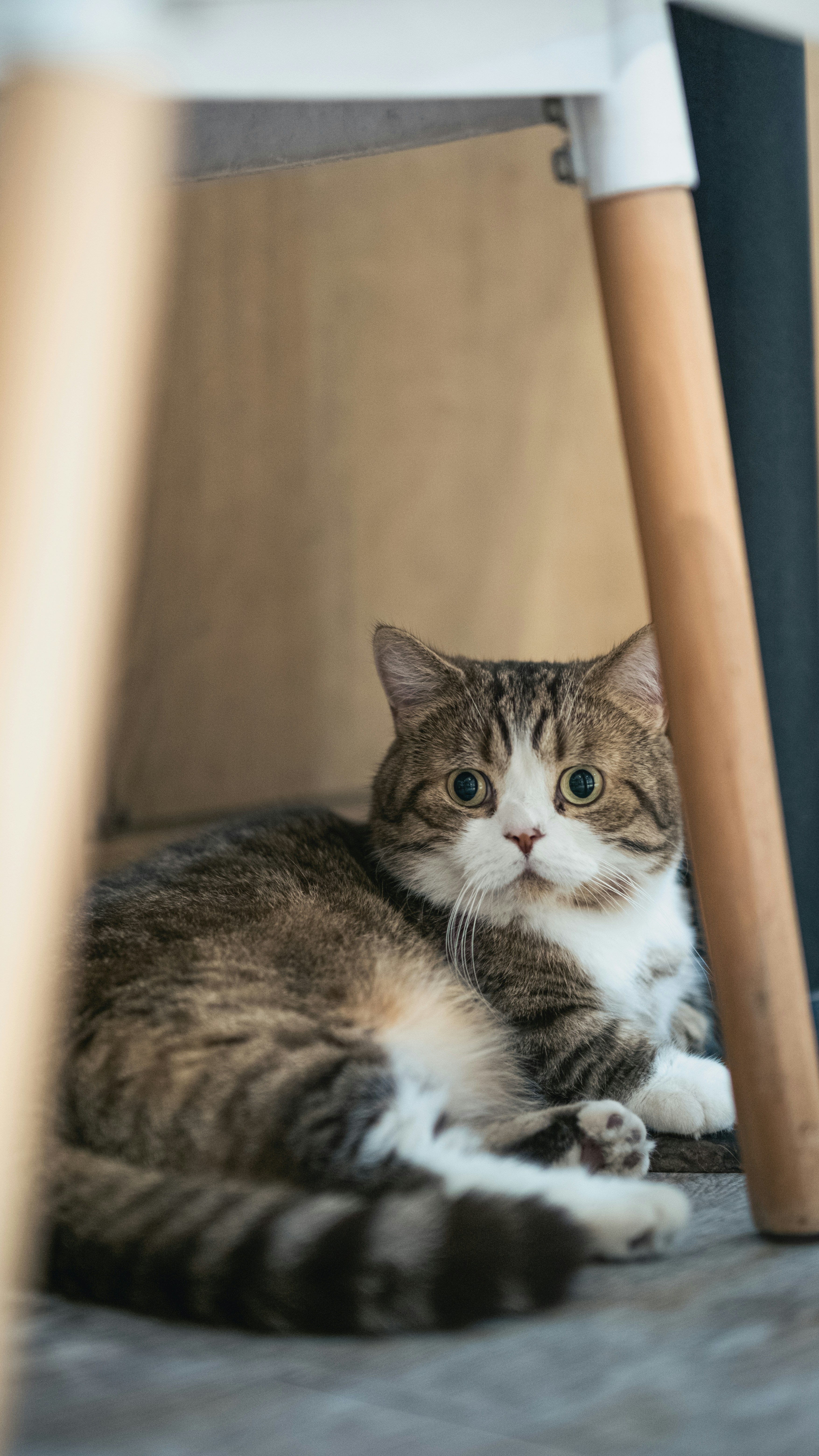 A cat laying under a chair on the floor photo – Free Cat Image on Unsplash