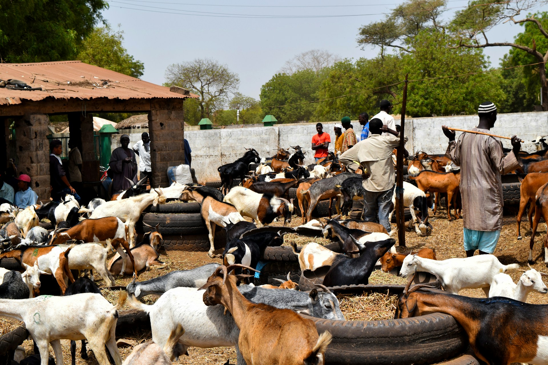 A herd of goats and goats standing around a building