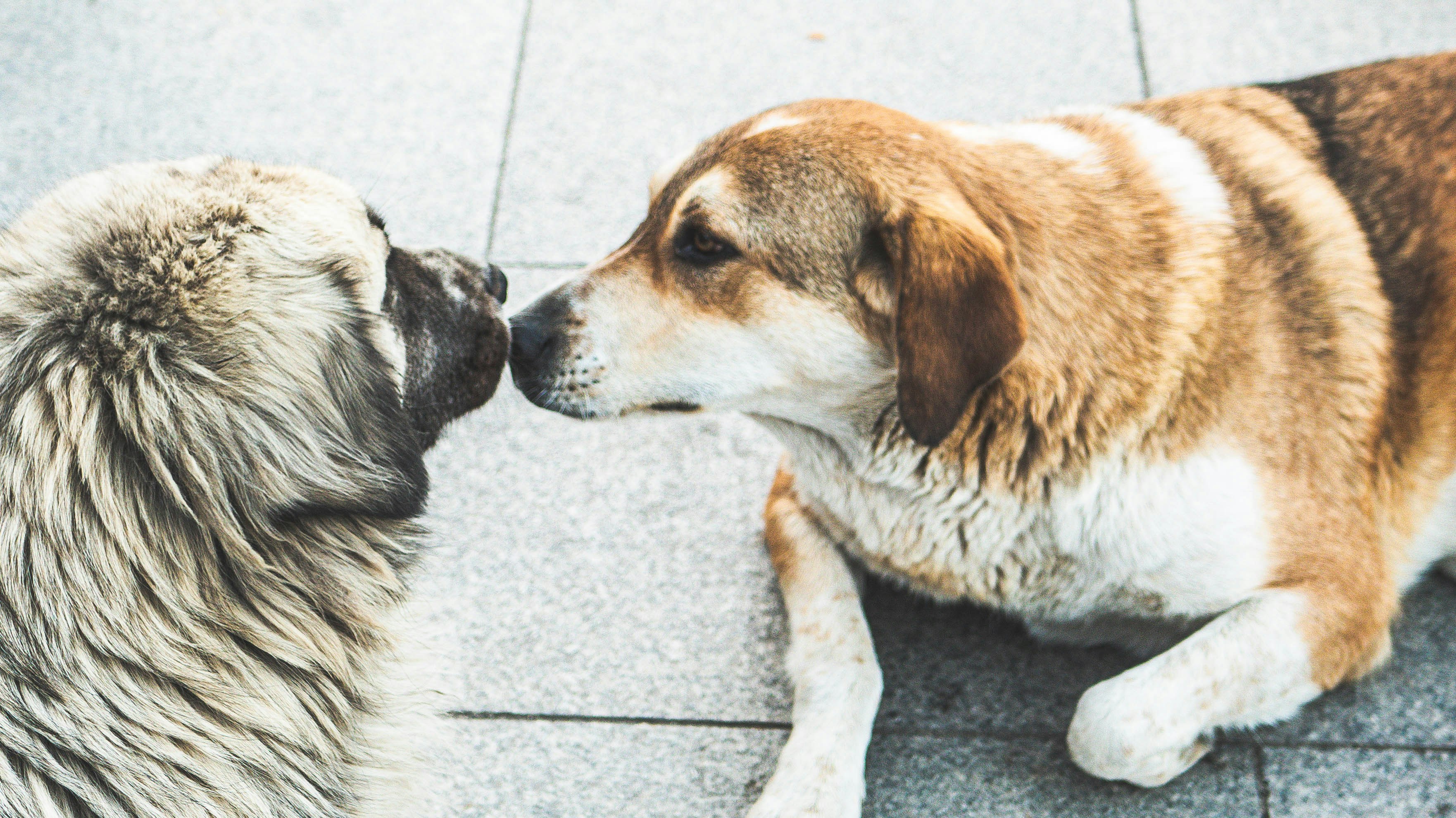 The Scent-Driven World of Dogs