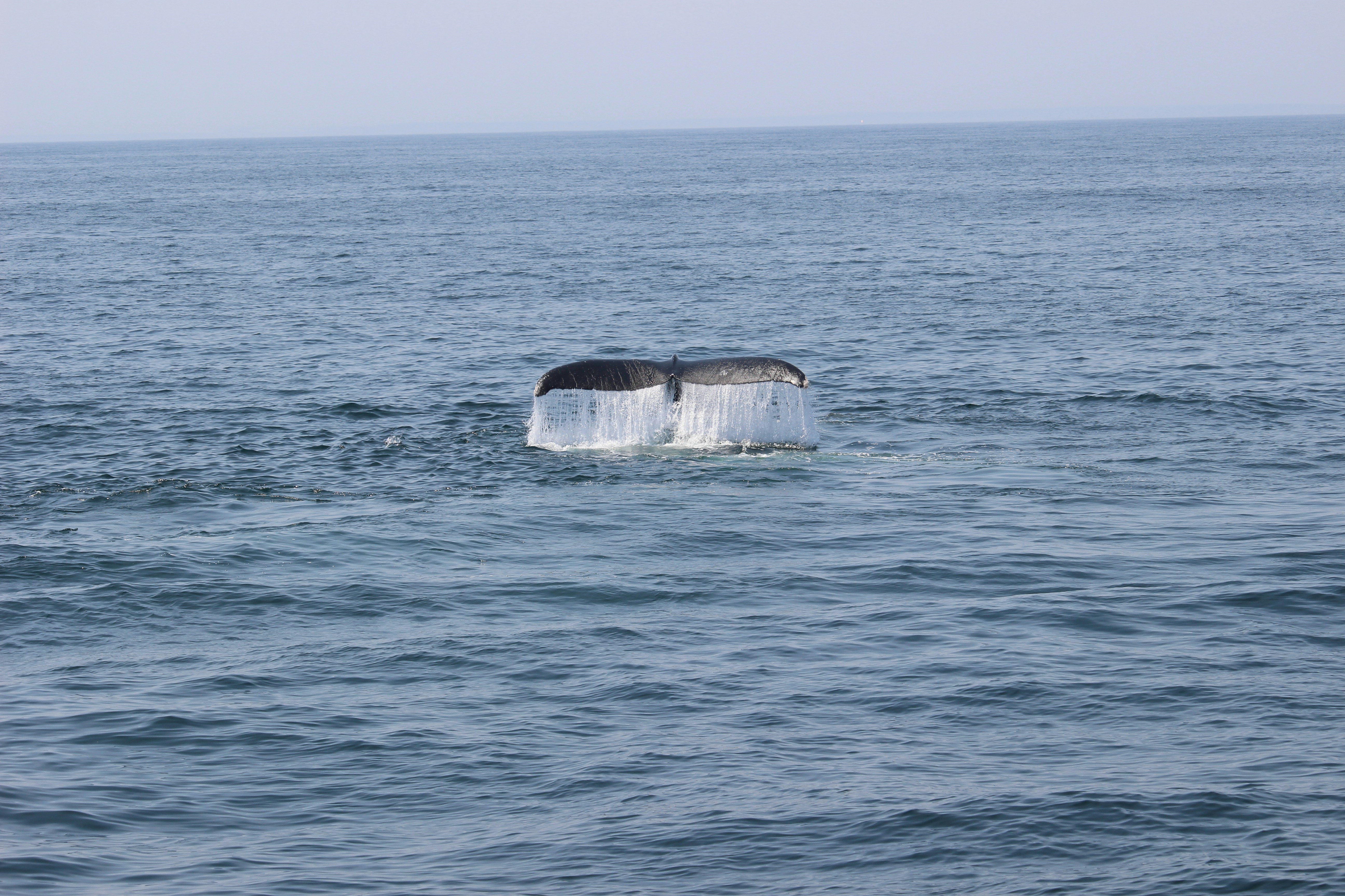 baleine surgissant de l’eau 