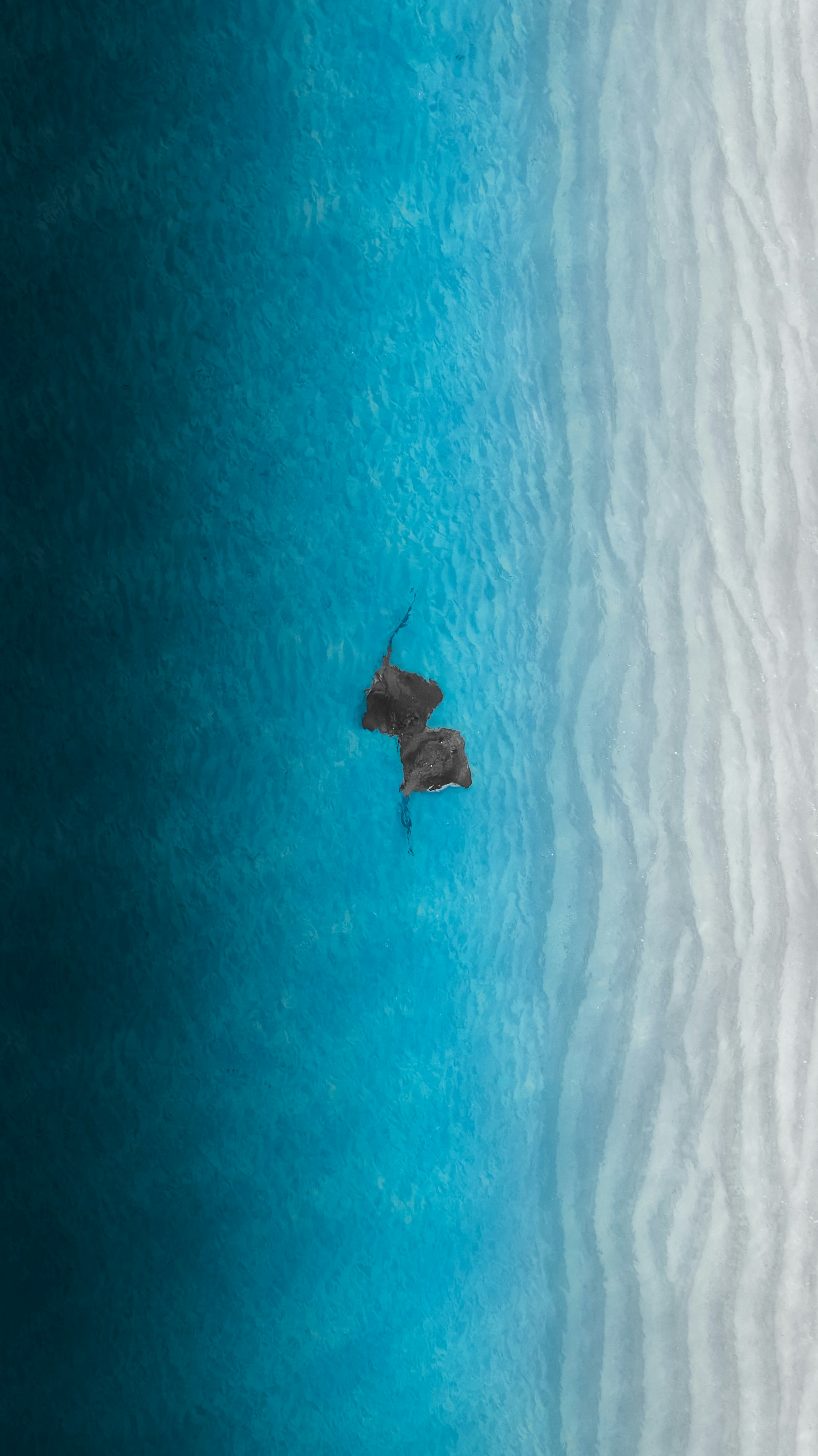 A bird flying over a body of water